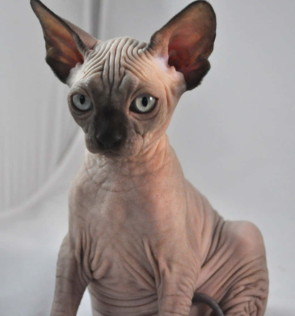 Canadian Sphynx, Sphynx cat, large ears, SD Phone Wallpaper