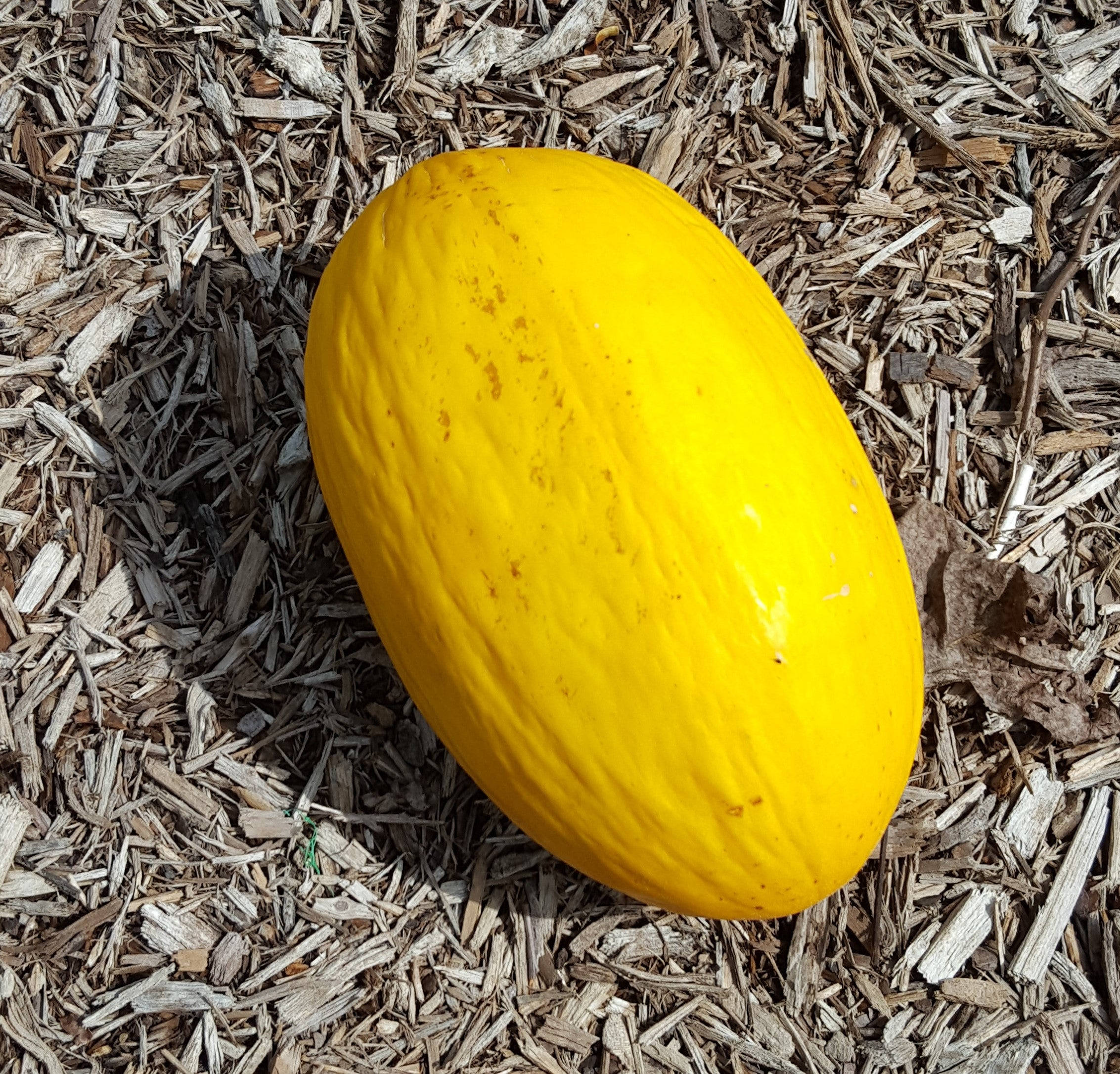 Canary Melon, spaghetti squash, light brown wood chips, Full HD Desktop Wallpaper