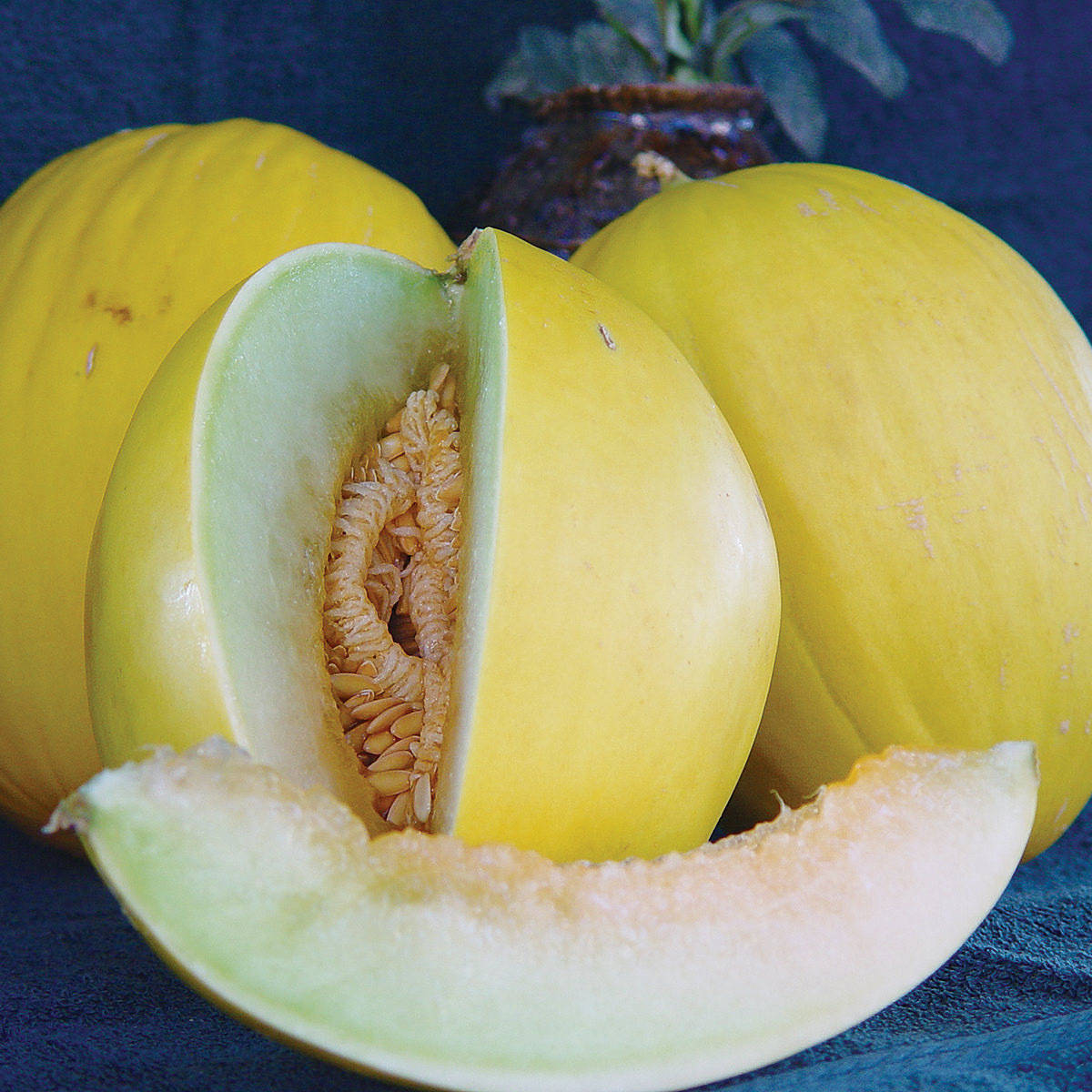Canary Melon, vibrant yellow, pale flesh, SD Desktop Wallpaper