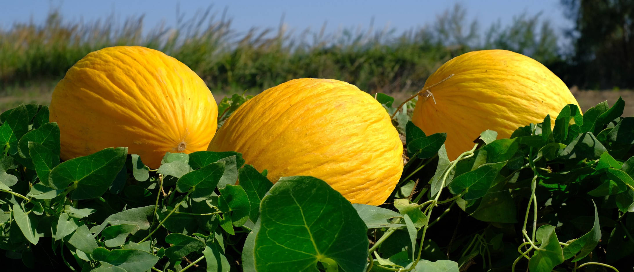 Unharvested Canary Melon, yellow melons, lush green vines, Full HD Desktop Wallpaper