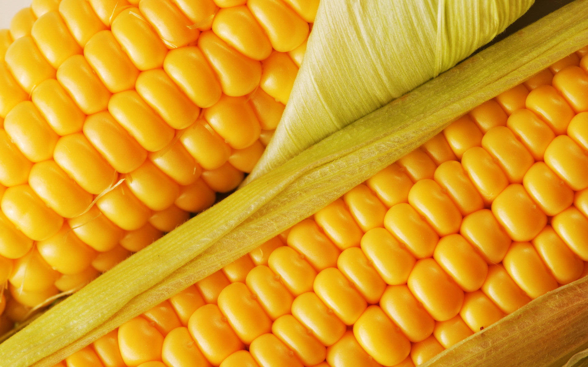 Sweet Kernel Corns, vibrant yellow, pale green husks, Full HD Desktop Wallpaper