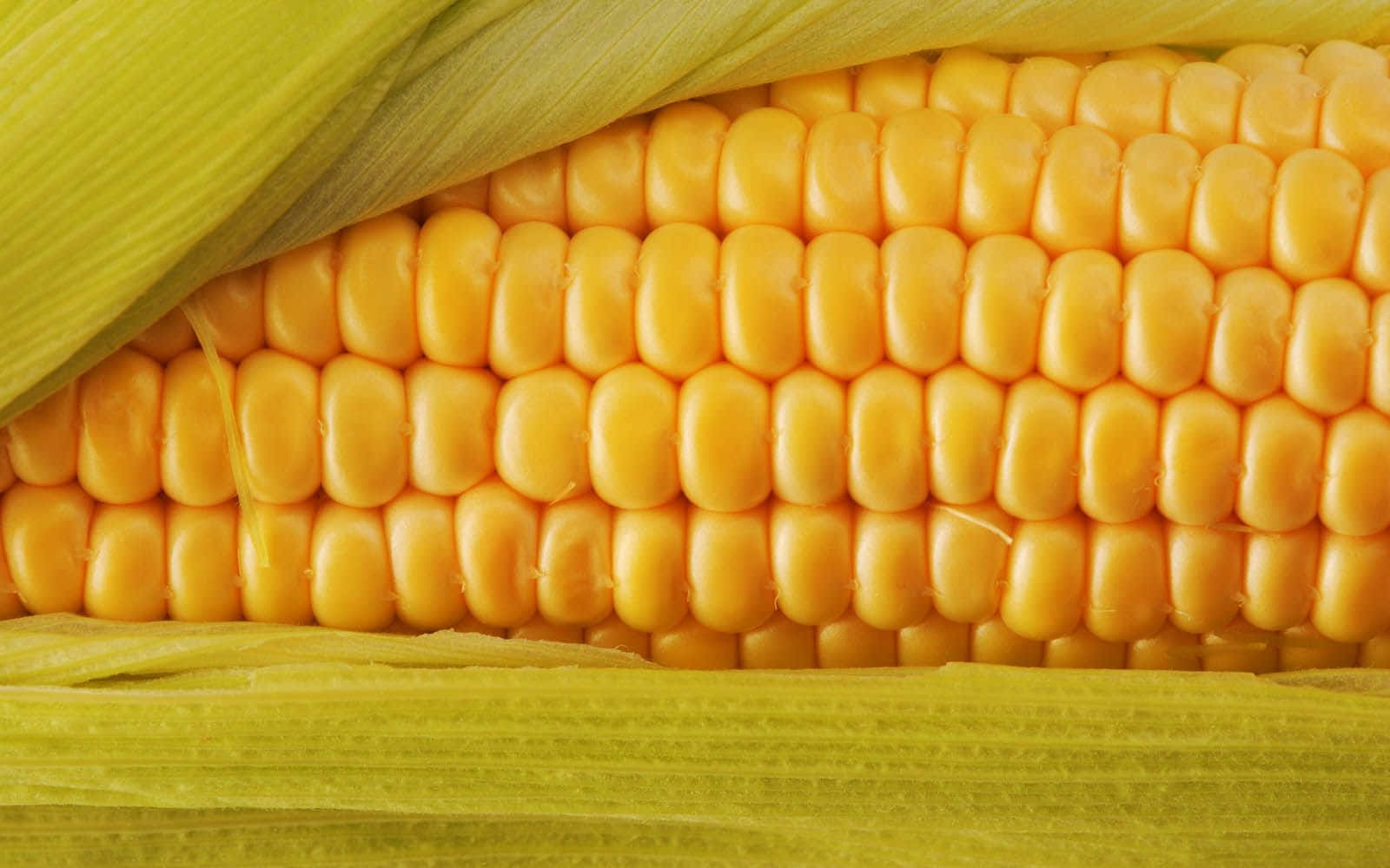 yellow corn, golden kernels, green husks, HD Desktop Wallpaper