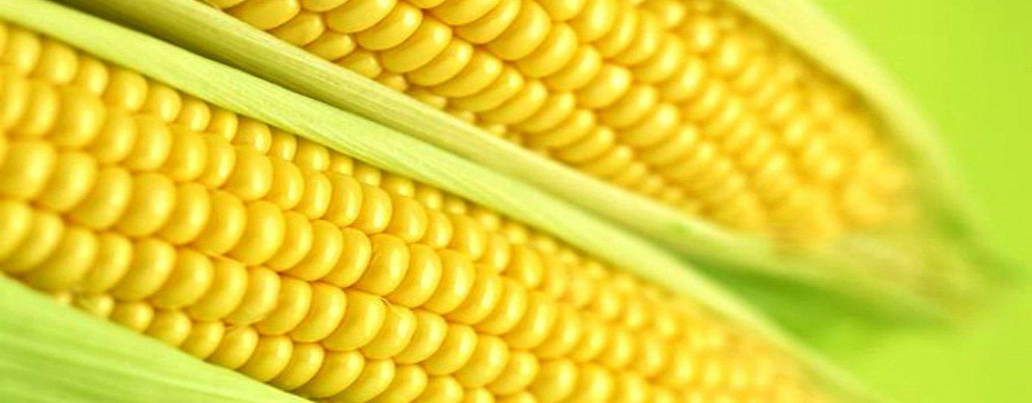 golden sweet corns, vibrant yellow corn kernels, green husks, Full HD Desktop Wallpaper