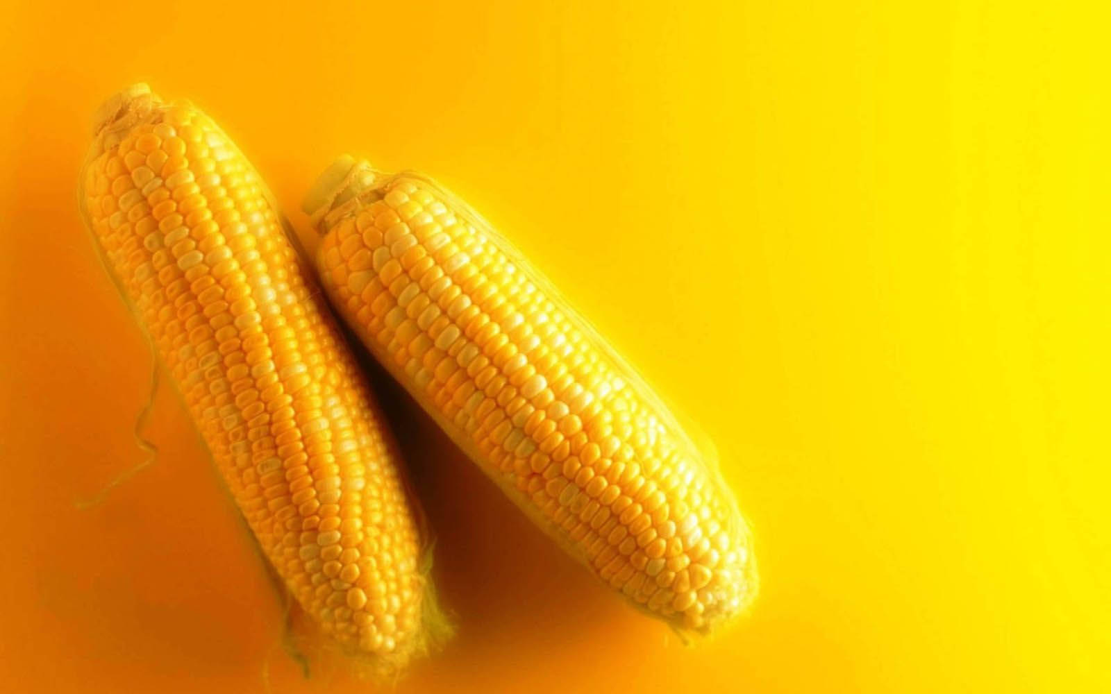 yellow corn cobs, vibrant yellow background, soft shadows, HD Desktop Wallpaper