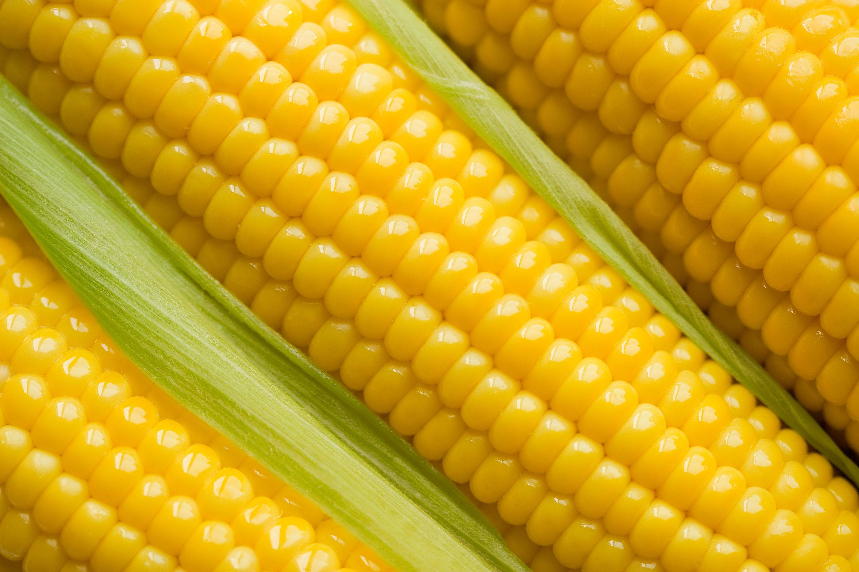 bright yellow kernel sweet corns, vibrant yellow corn kernels, green husks, 2K Desktop Wallpaper