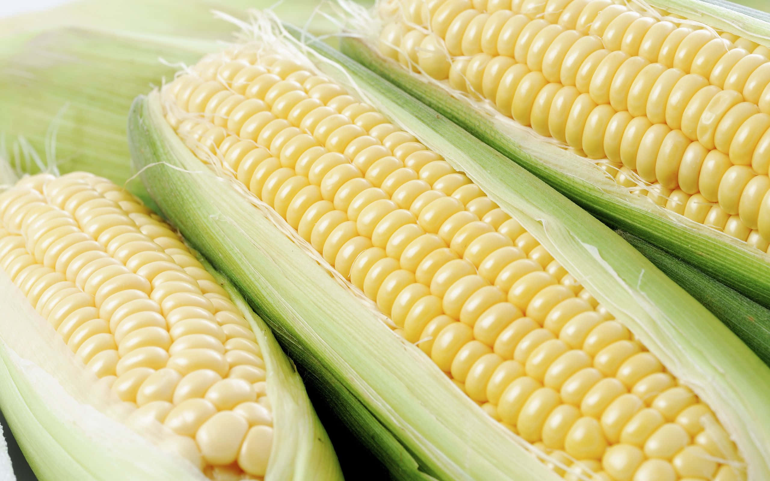 yellow corn, green husks, plump kernels, 2K Desktop Wallpaper