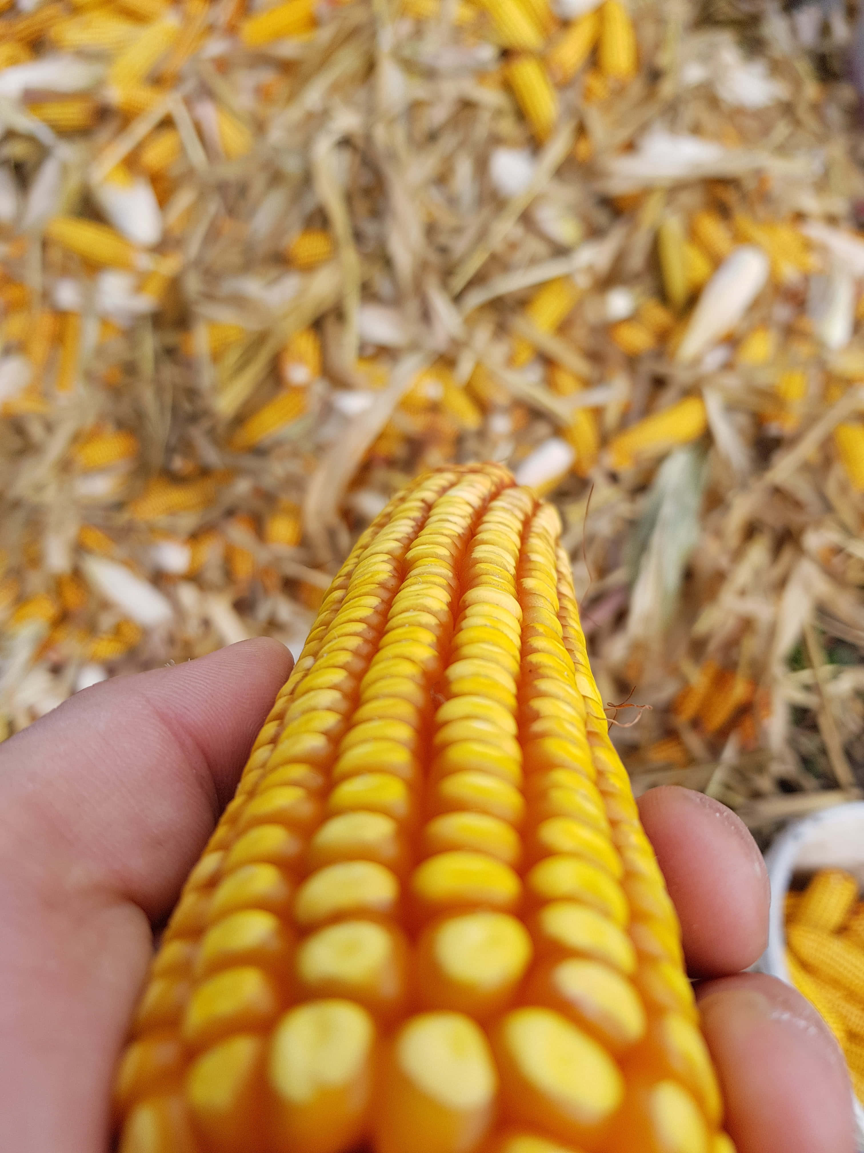 yellow corn, corn cob, dried corn kernels, 4K Phone Wallpaper