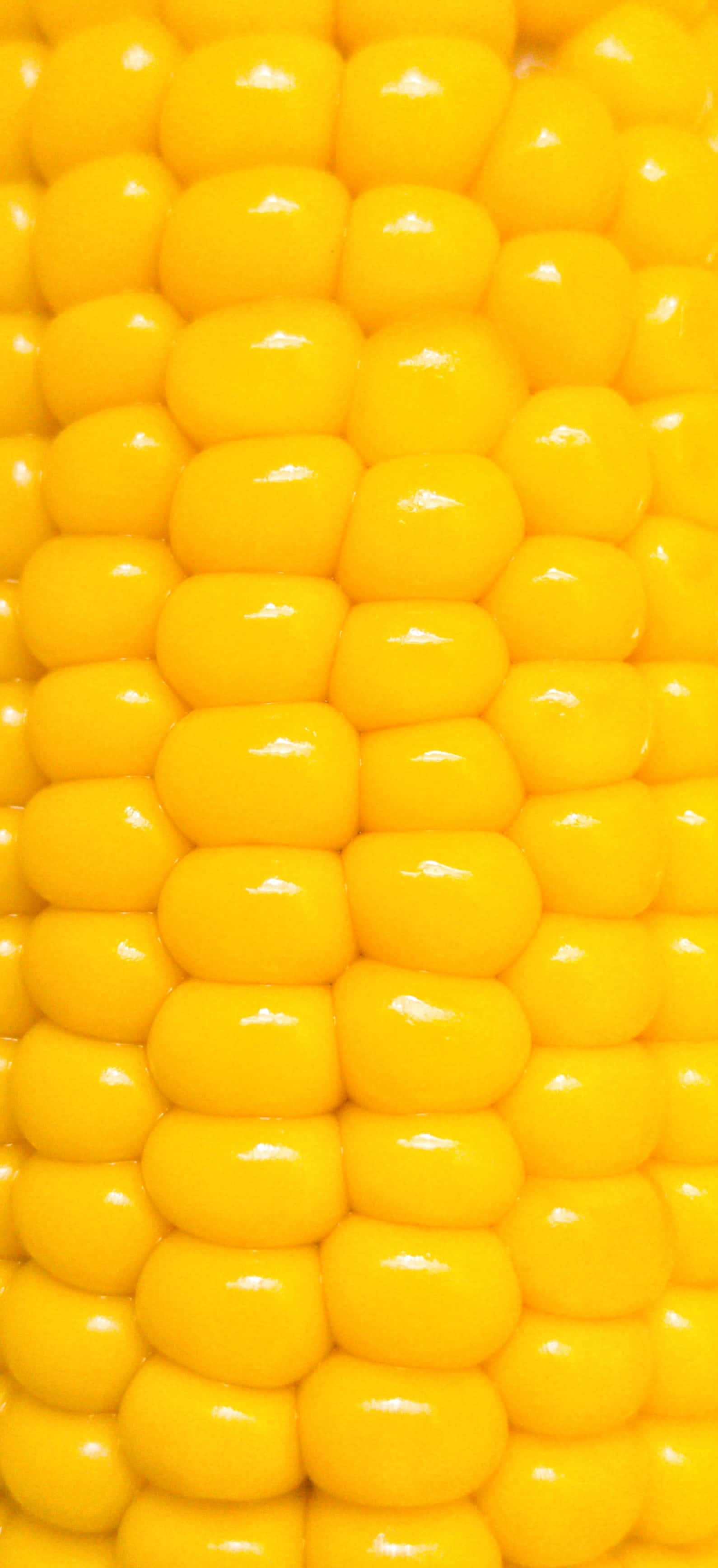 yellow corn, vibrant yellow corn kernels, glistening with moisture, 2K Phone Wallpaper