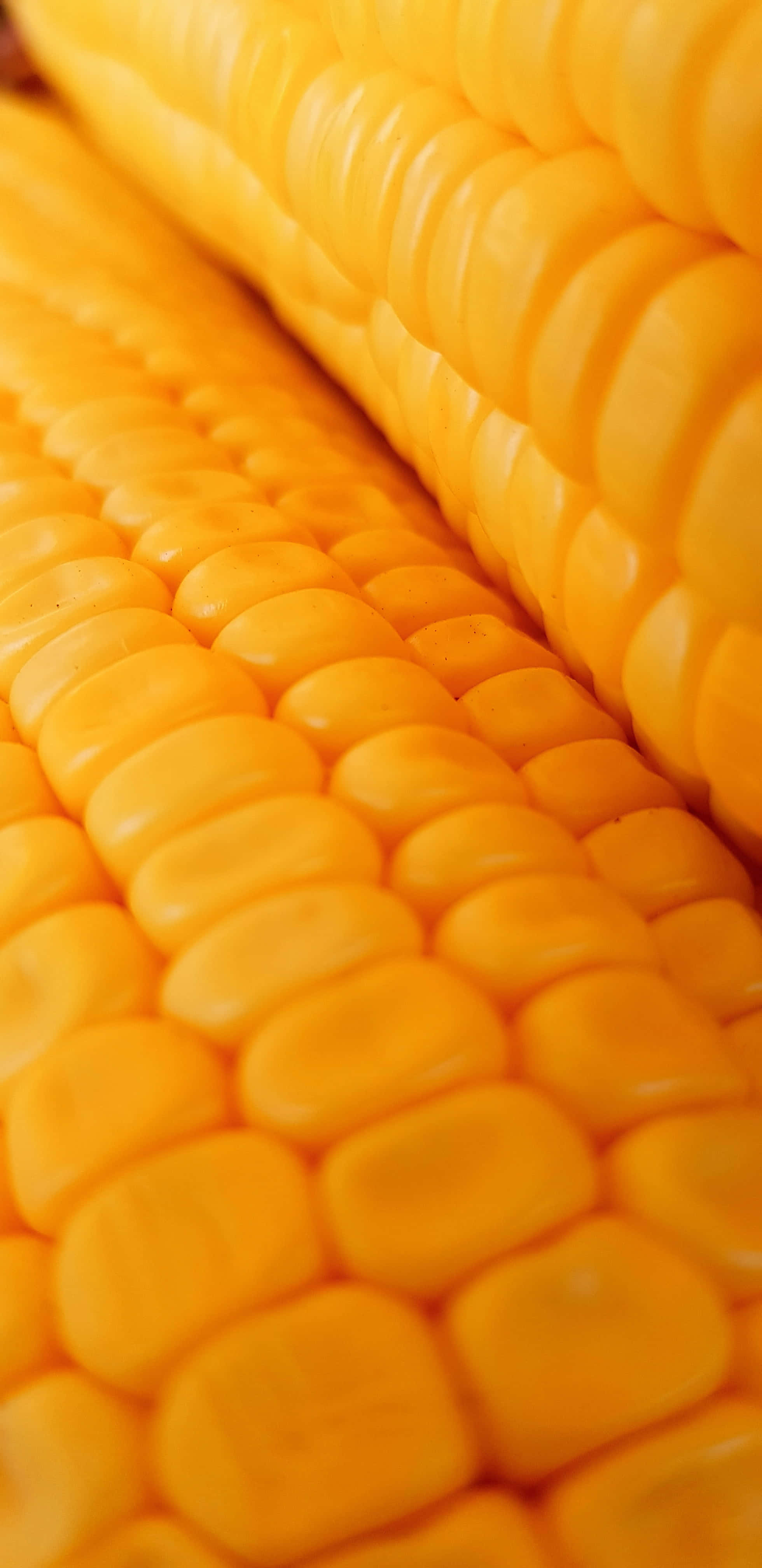 yellow corn, cobb, glossy texture, 4K Phone Wallpaper