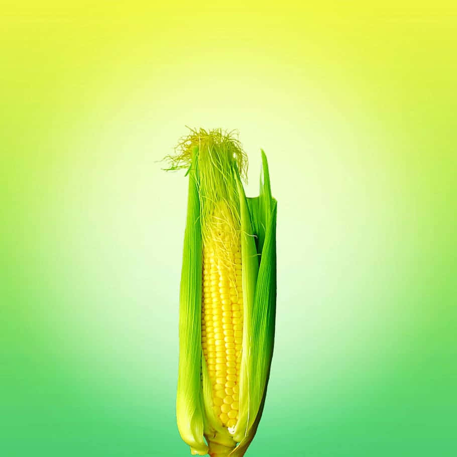 yellow corn, green husk, bright yellow kernels, SD Desktop Wallpaper