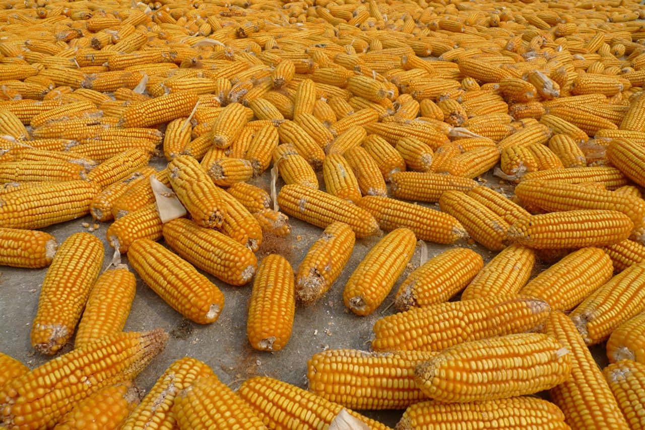 yellow corn, golden corn cobs, concrete surface, HD Desktop Wallpaper