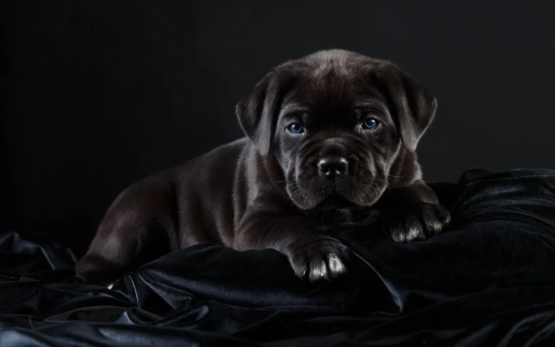 Cane Corso Wallpapers