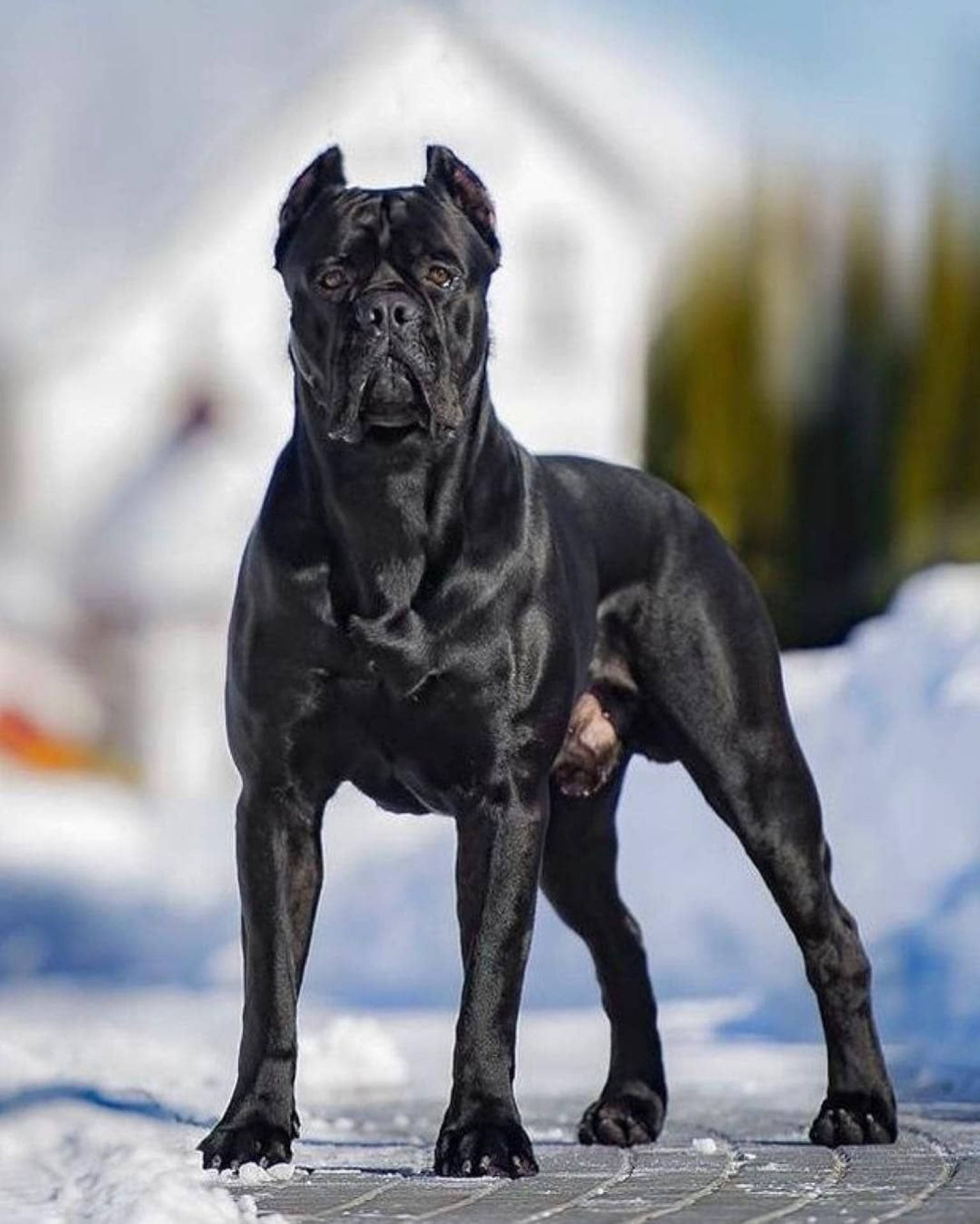 shiny black, Cane Corso, snowy sidewalk, Full HD Phone Wallpaper