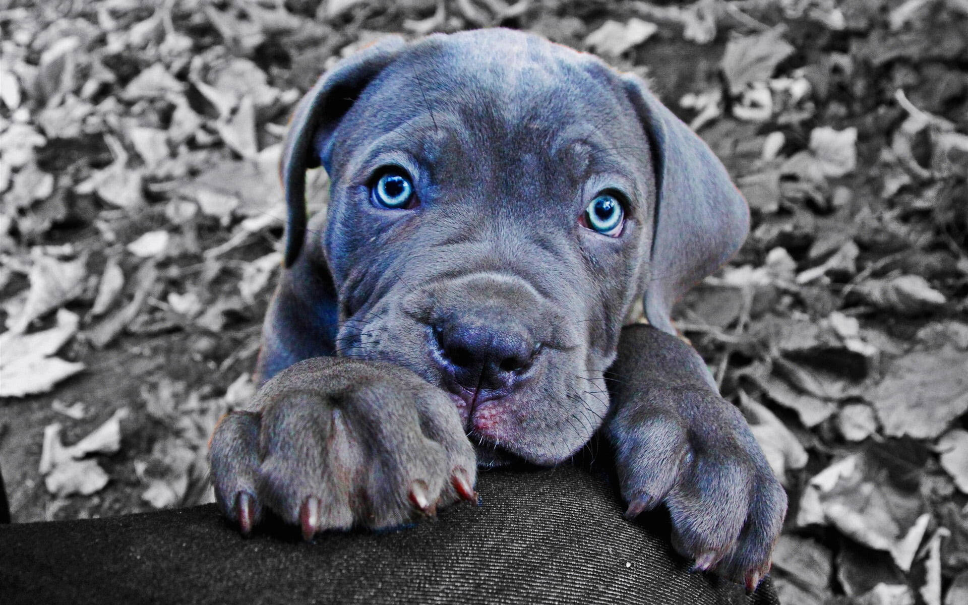 blue-eyed, grey puppy, soft fur, Full HD Desktop Wallpaper