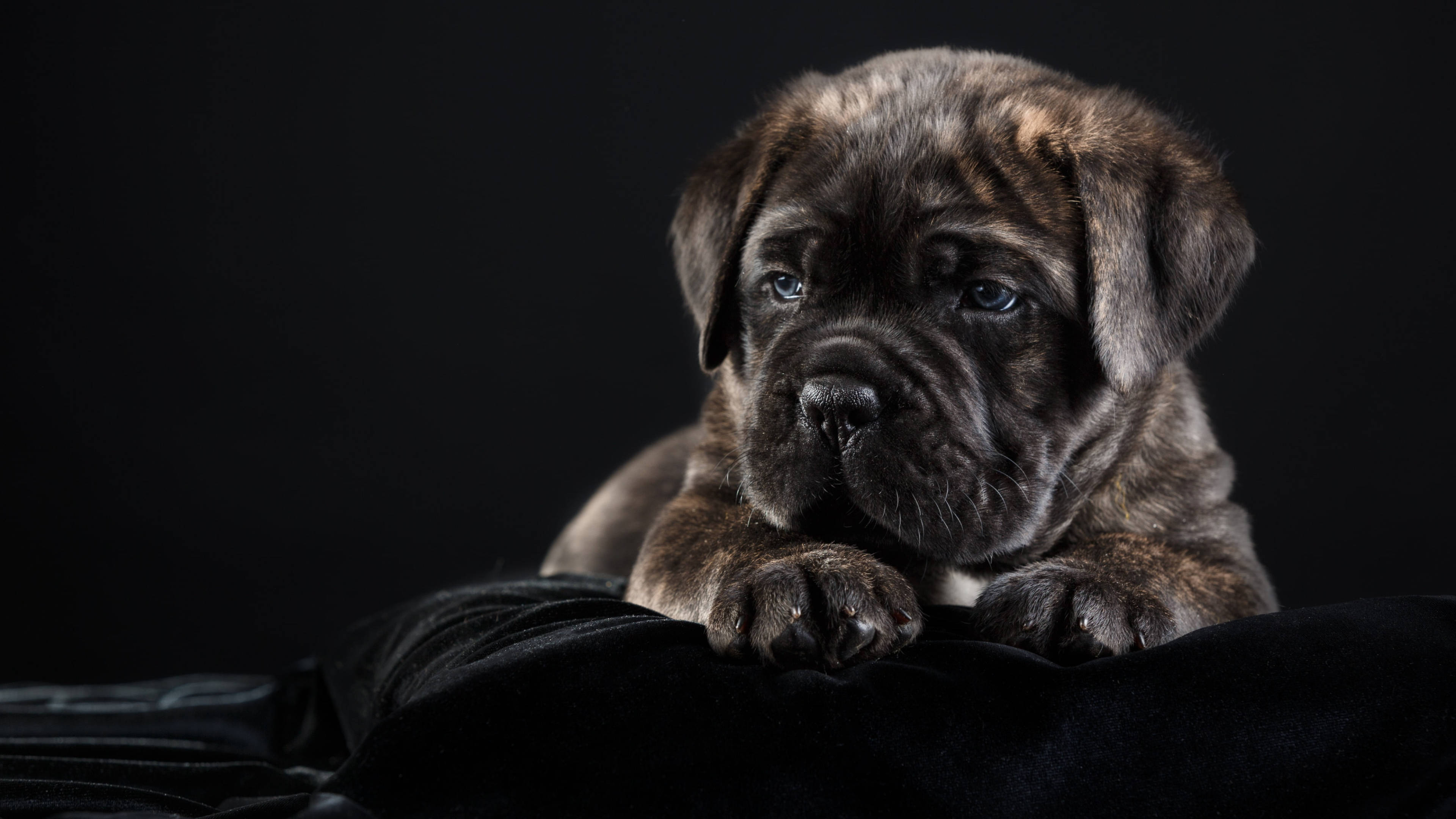 brindle, Cane Corso, puppy, 4K Desktop Wallpaper