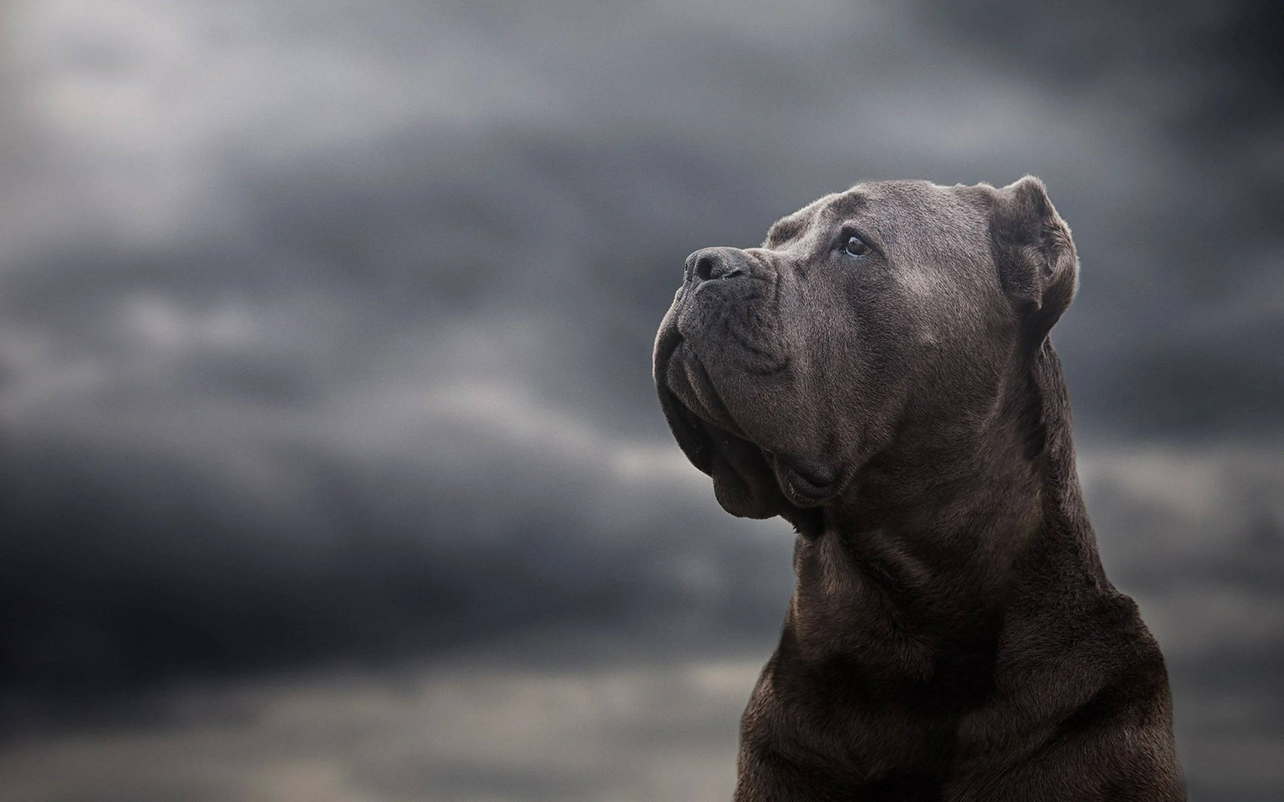 Cane Corso, grey, stormy sky, 2K Desktop Wallpaper