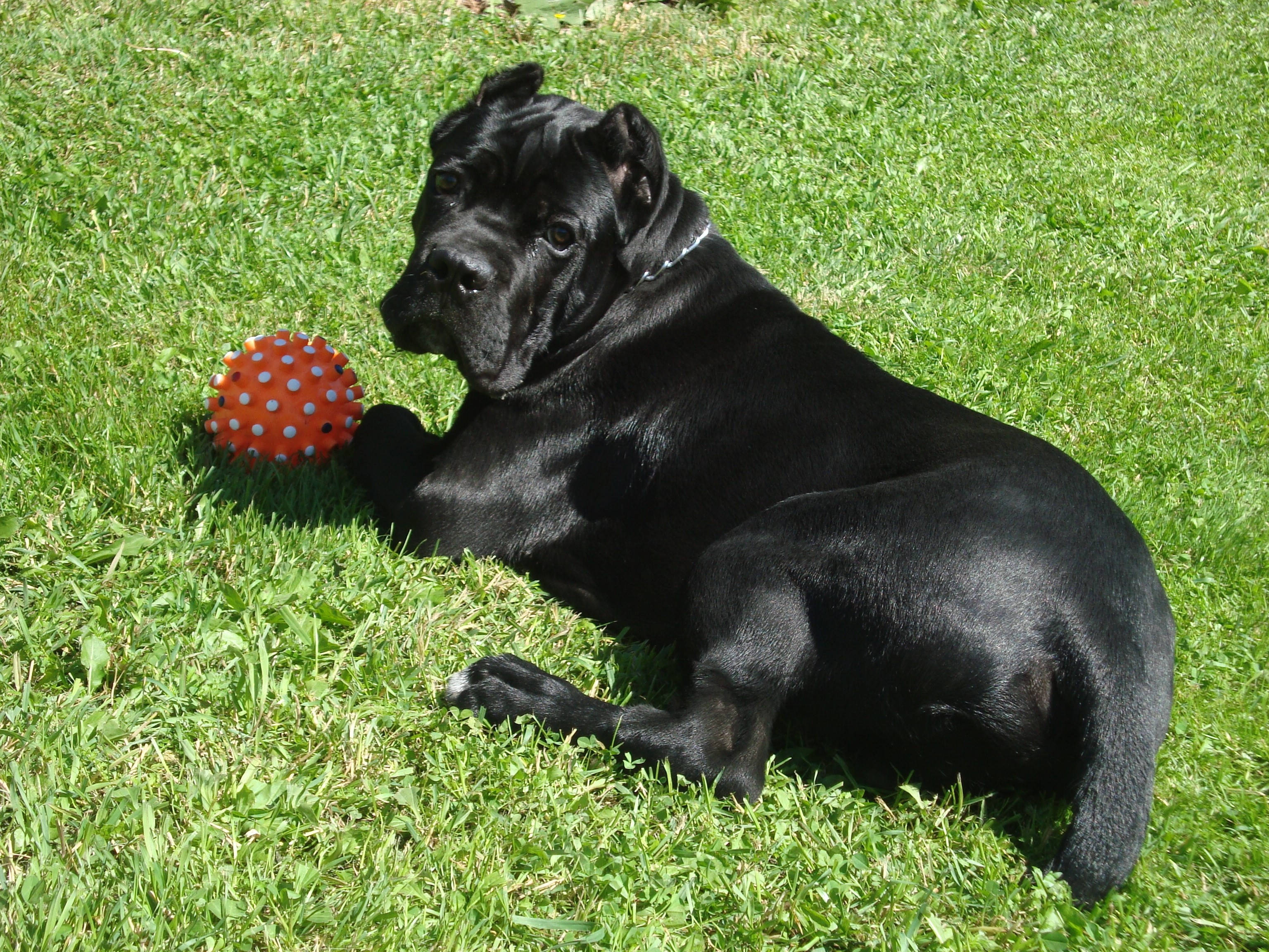 Cane Corso, black, vibrant green grass, 2K Desktop Wallpaper