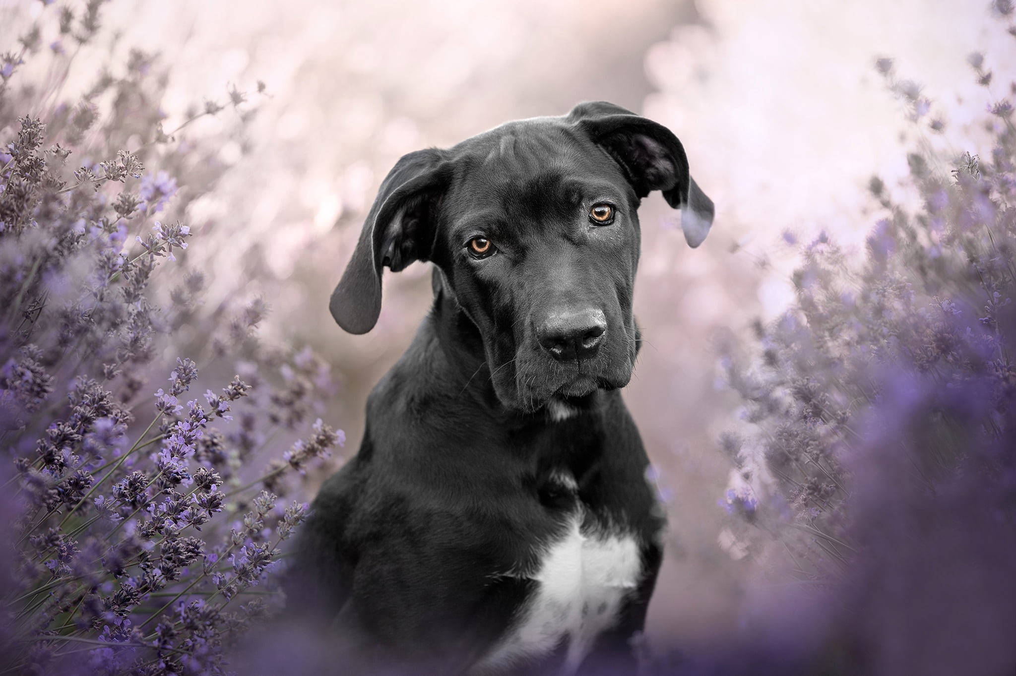 Cane Corso, lavender fields, black dog, Full HD Desktop Wallpaper