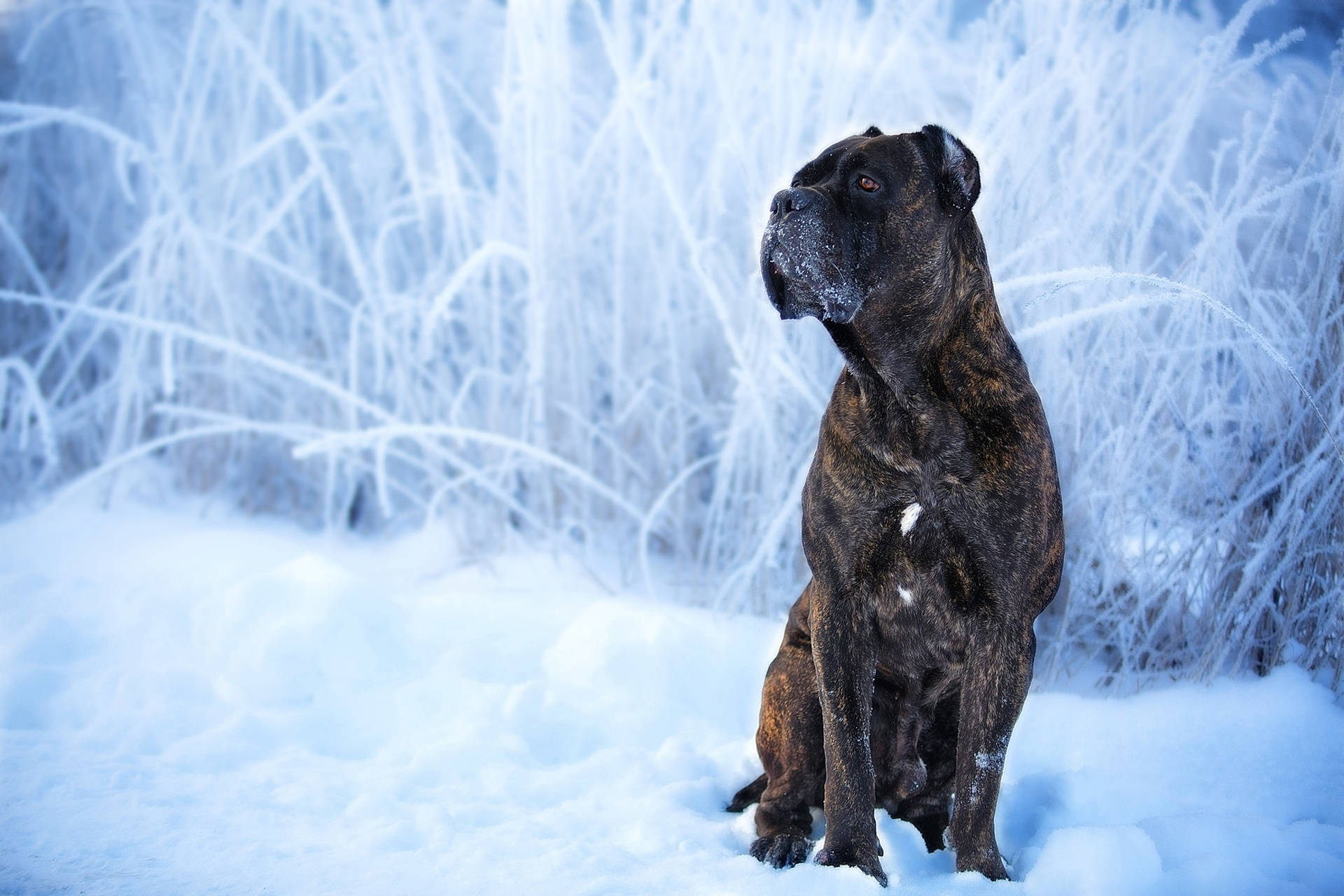 Cane Corso, brindle, deep snow, Full HD Desktop Wallpaper