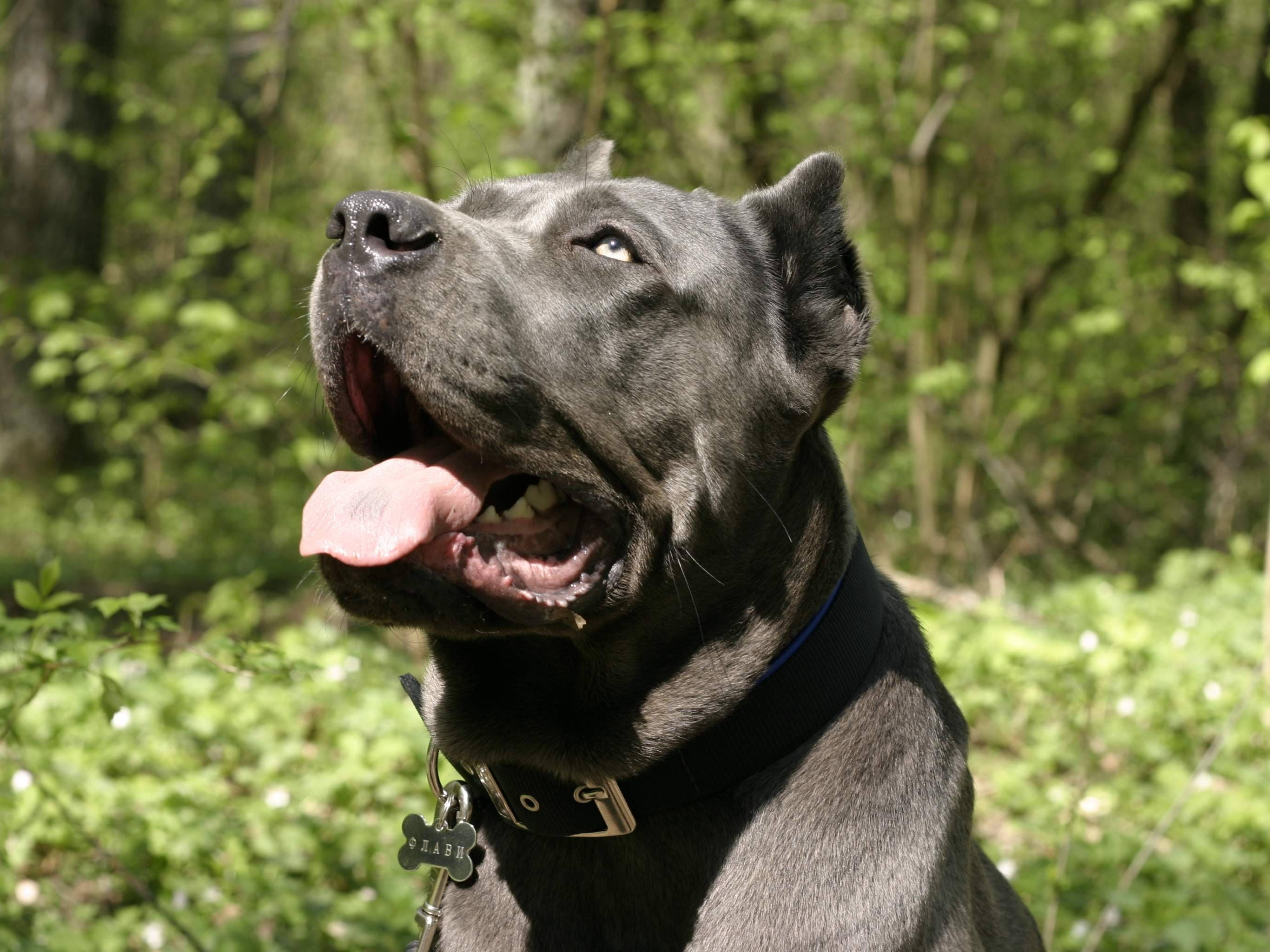 Cane Corso, forest, sunlit, 2K Desktop Wallpaper