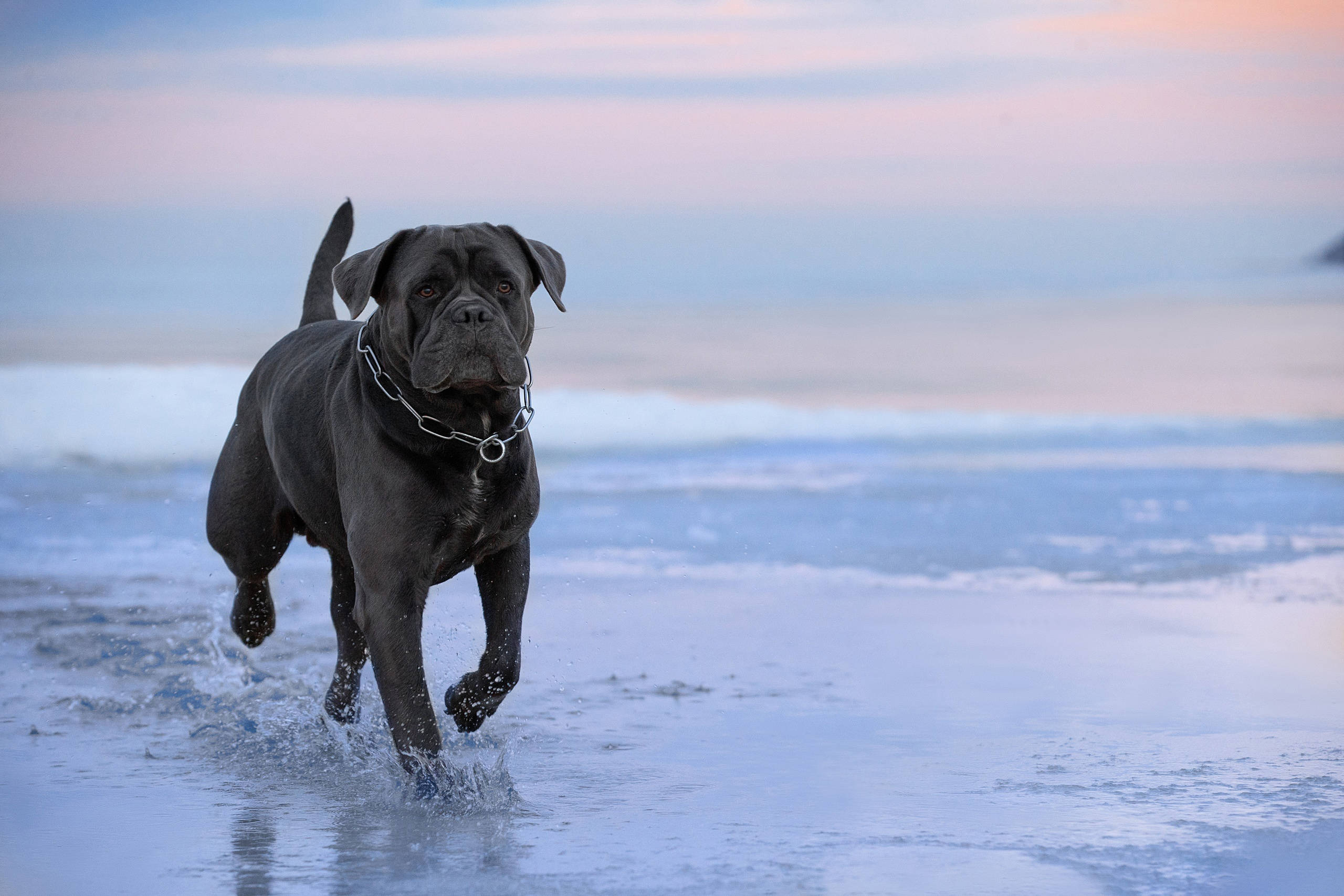 Cane Corso, beach, twilight, 2K Desktop Wallpaper
