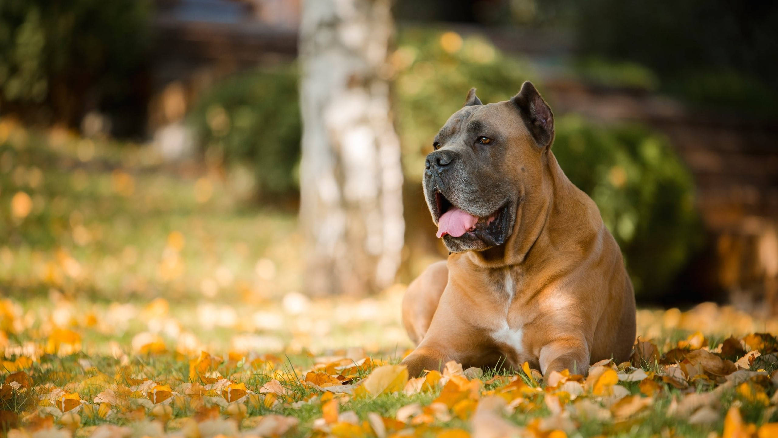 brown cane corso, autumn, sunlit field, Full HD Desktop Wallpaper