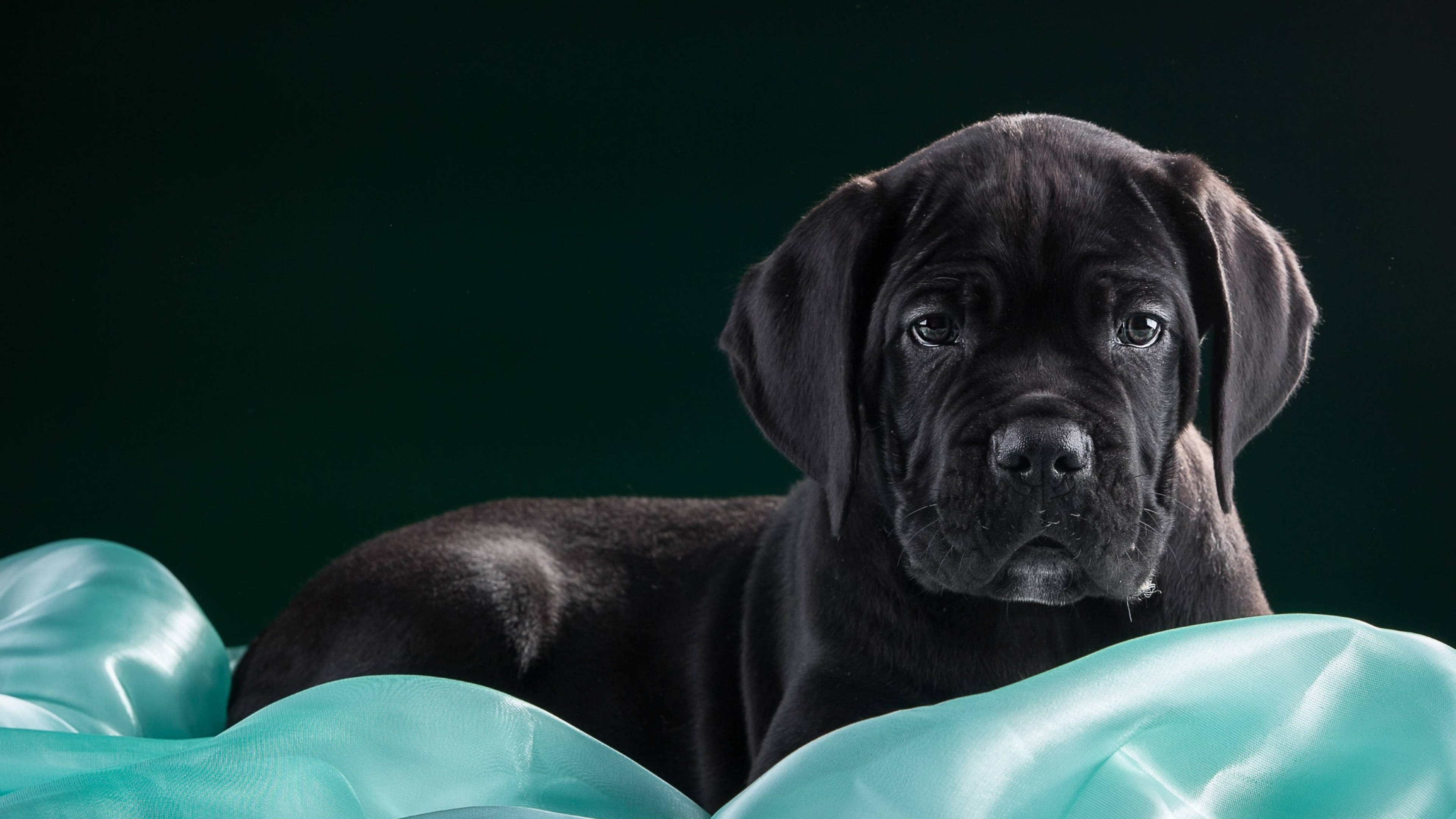 Cane Corso, puppy, black, 4K Desktop Wallpaper