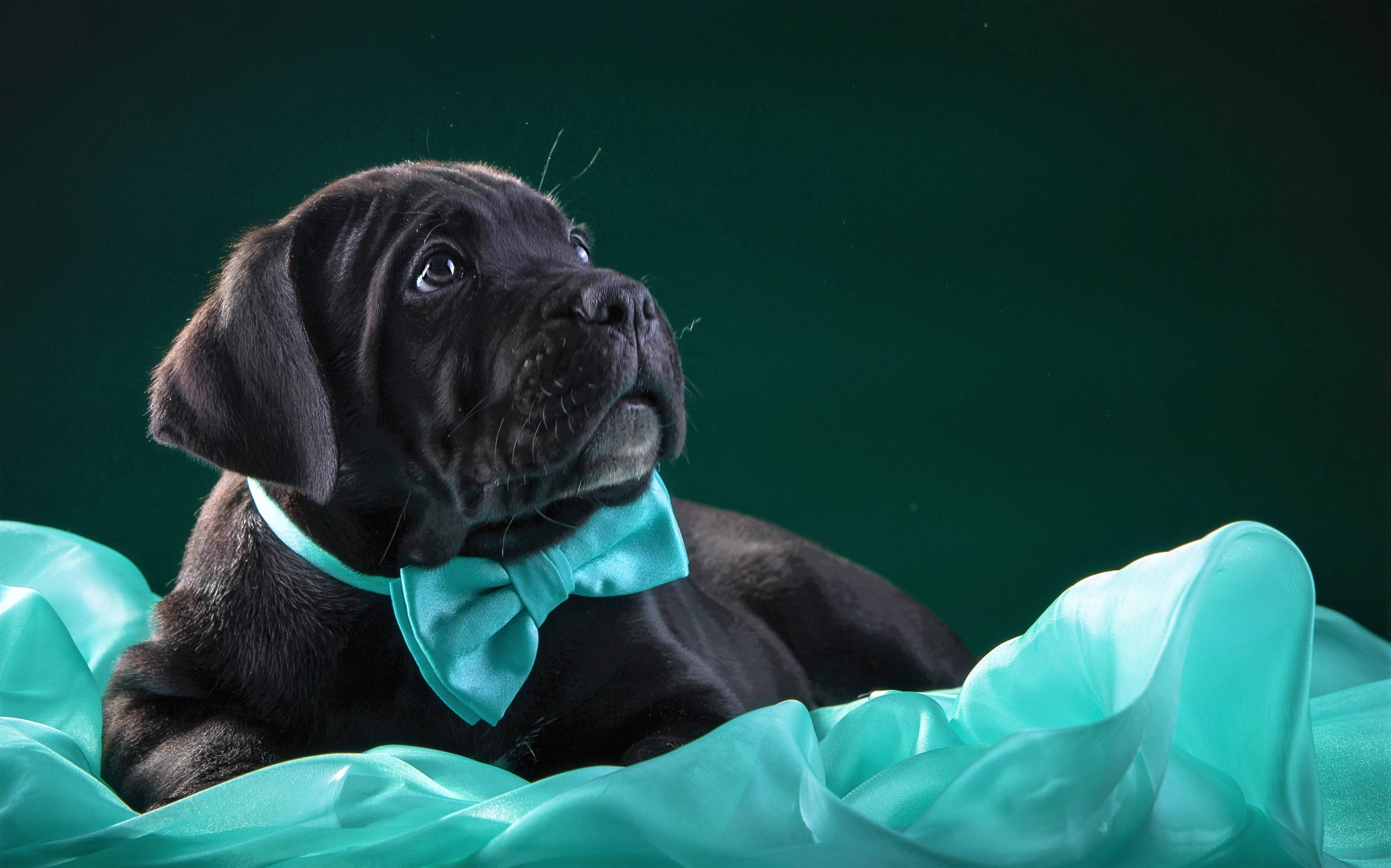 Cane Corso, black puppy, turquoise bowtie, 2K Desktop Wallpaper