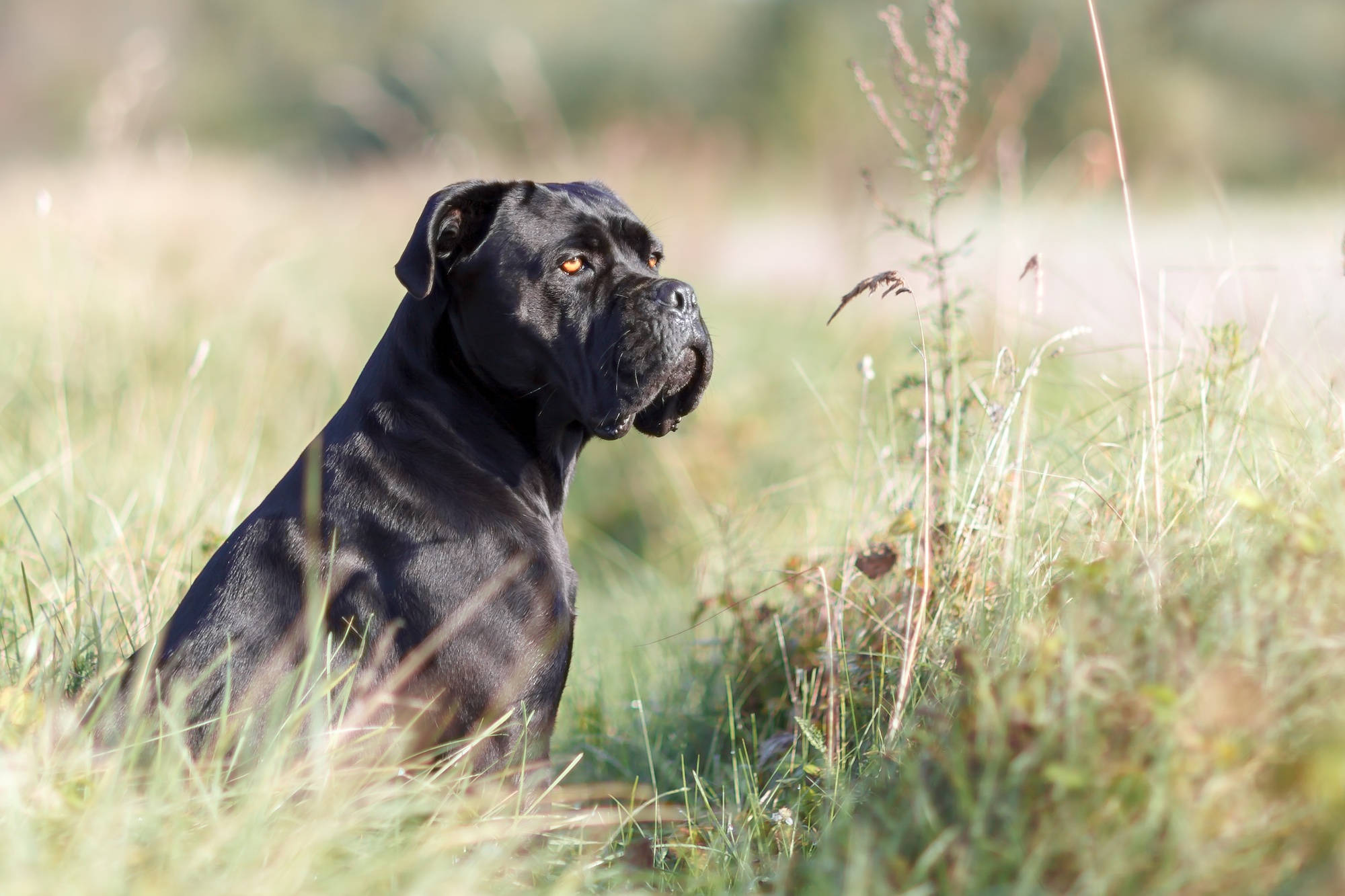 Cane Corso, grassland, black, Full HD Desktop Wallpaper