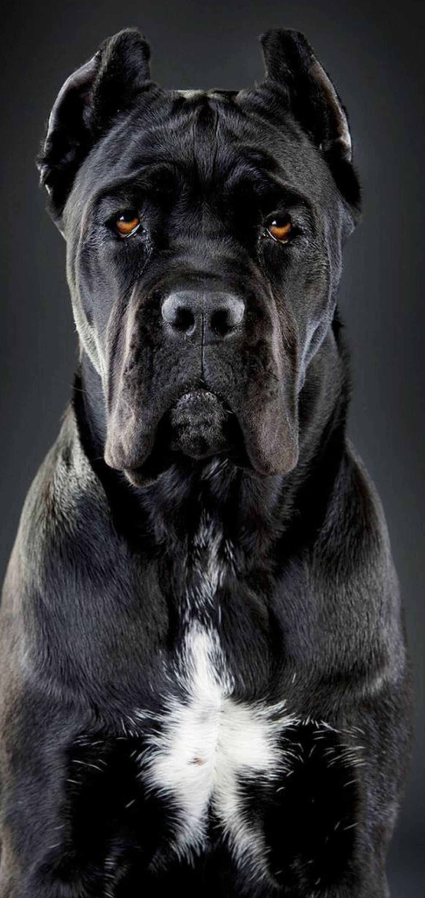 Cane Corso, black, amber eyes, 2K Phone Wallpaper