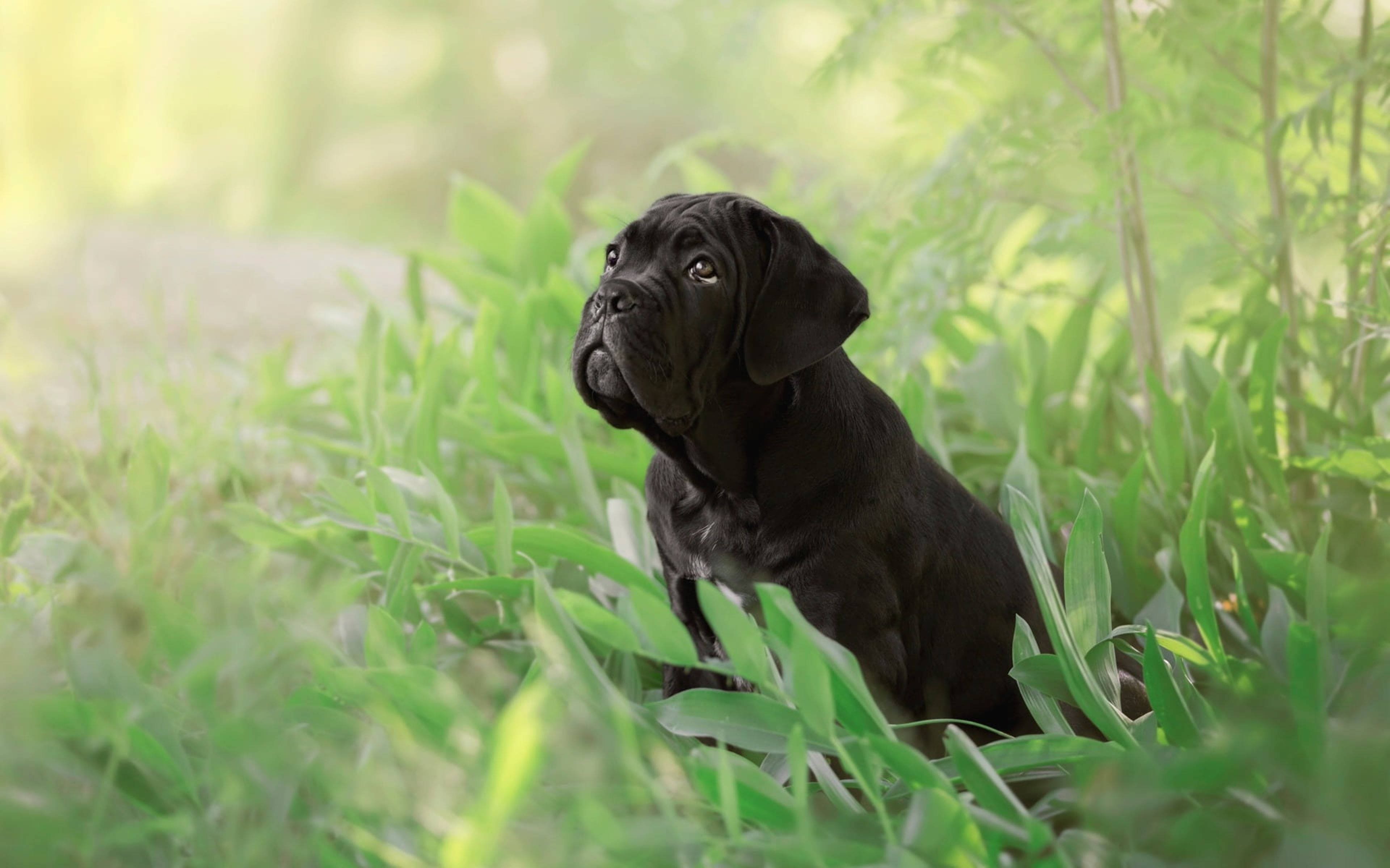 Cane Corso, black, puppy, 4K Desktop Wallpaper