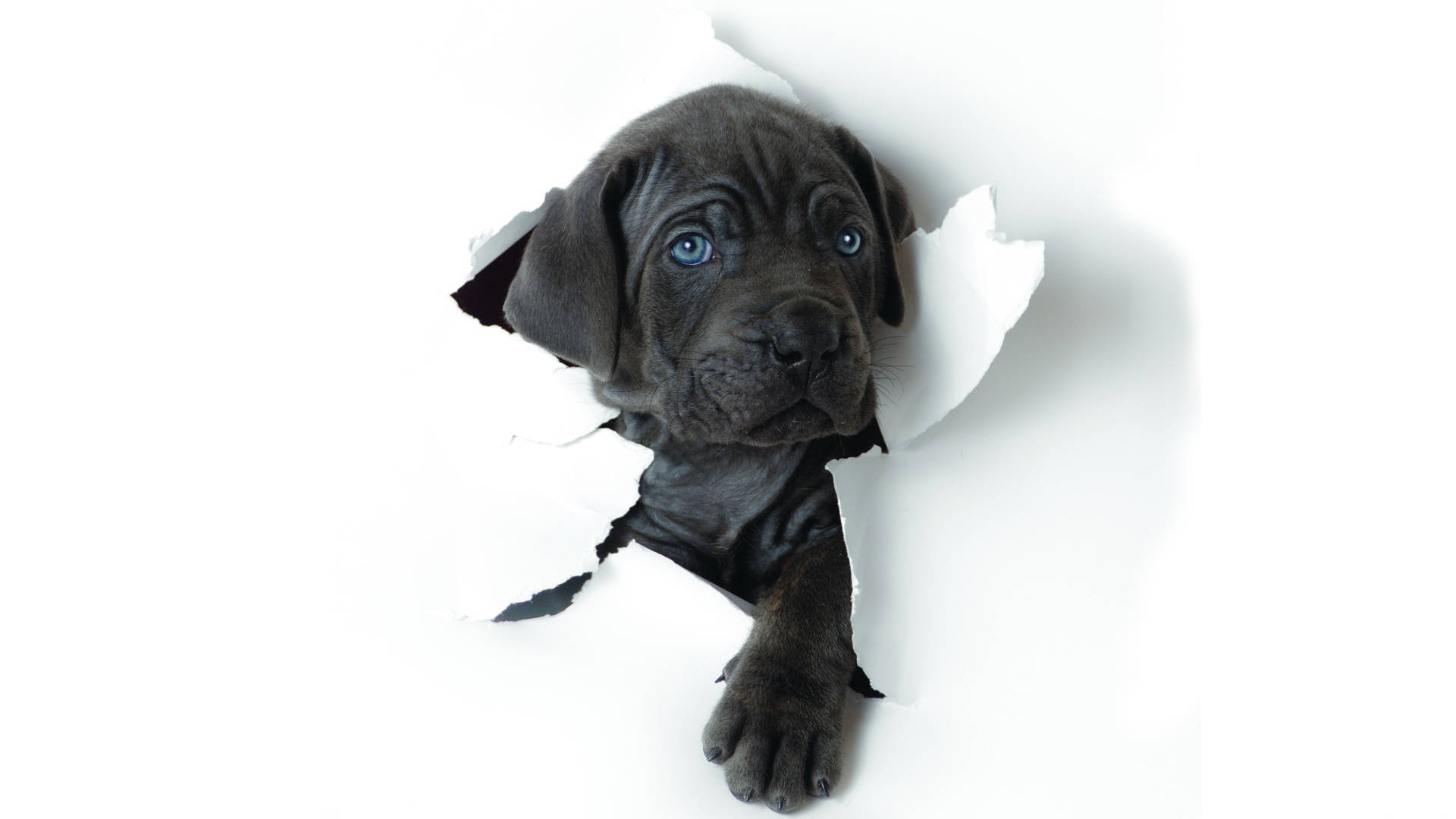 Cane Corso, black puppy, striking blue eyes, Full HD Desktop Wallpaper