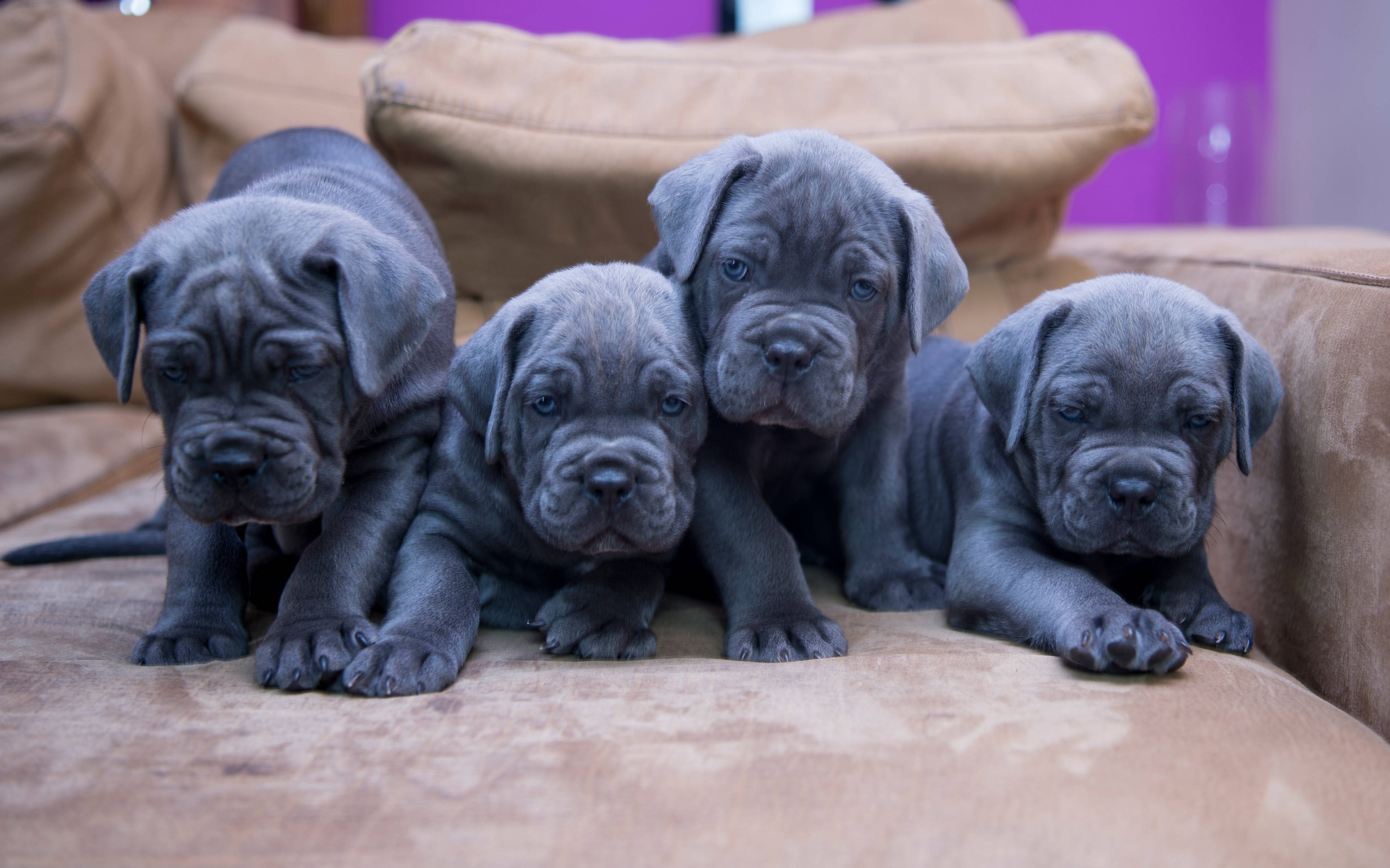 Cane Corso, grey, blue eyes, 4K Desktop Wallpaper