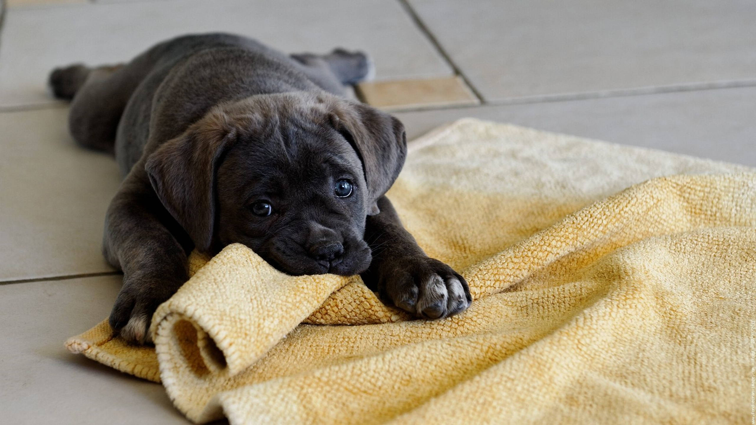 Cane Corso, dark gray, big blue eyes, 2K Desktop Wallpaper