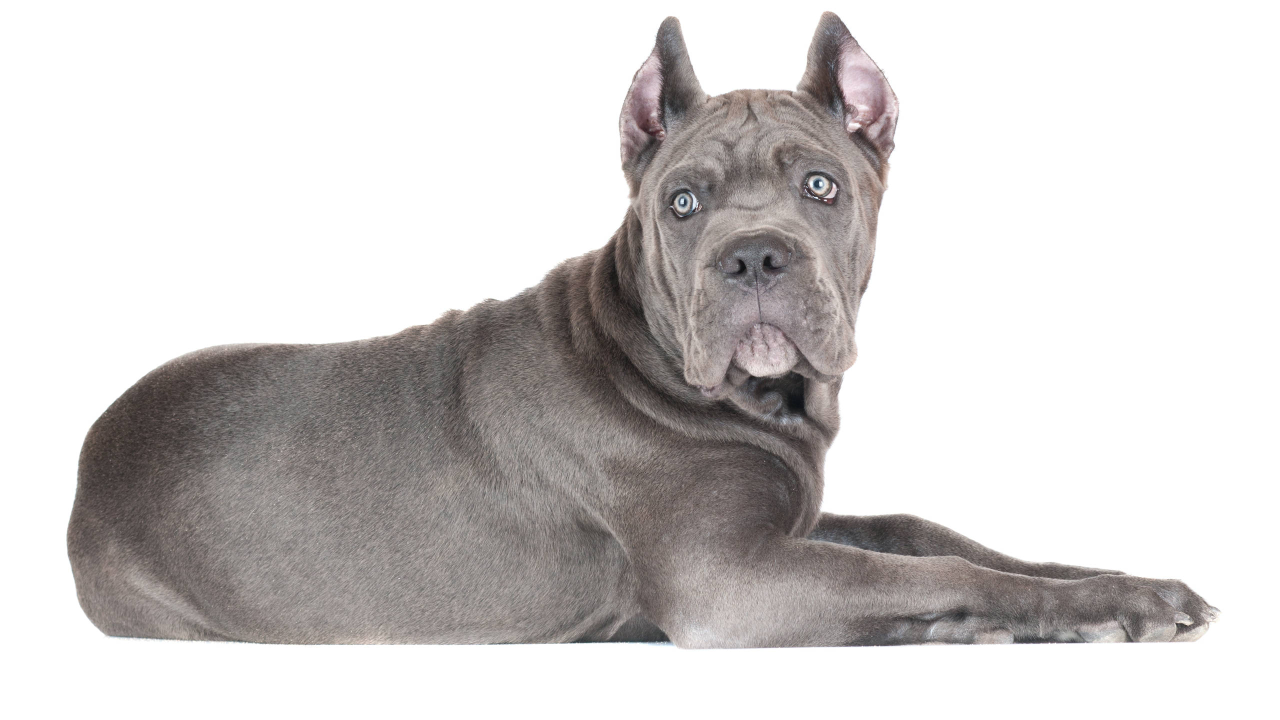 Cane Corso, gray, intense blue eyes, 2K Desktop Wallpaper
