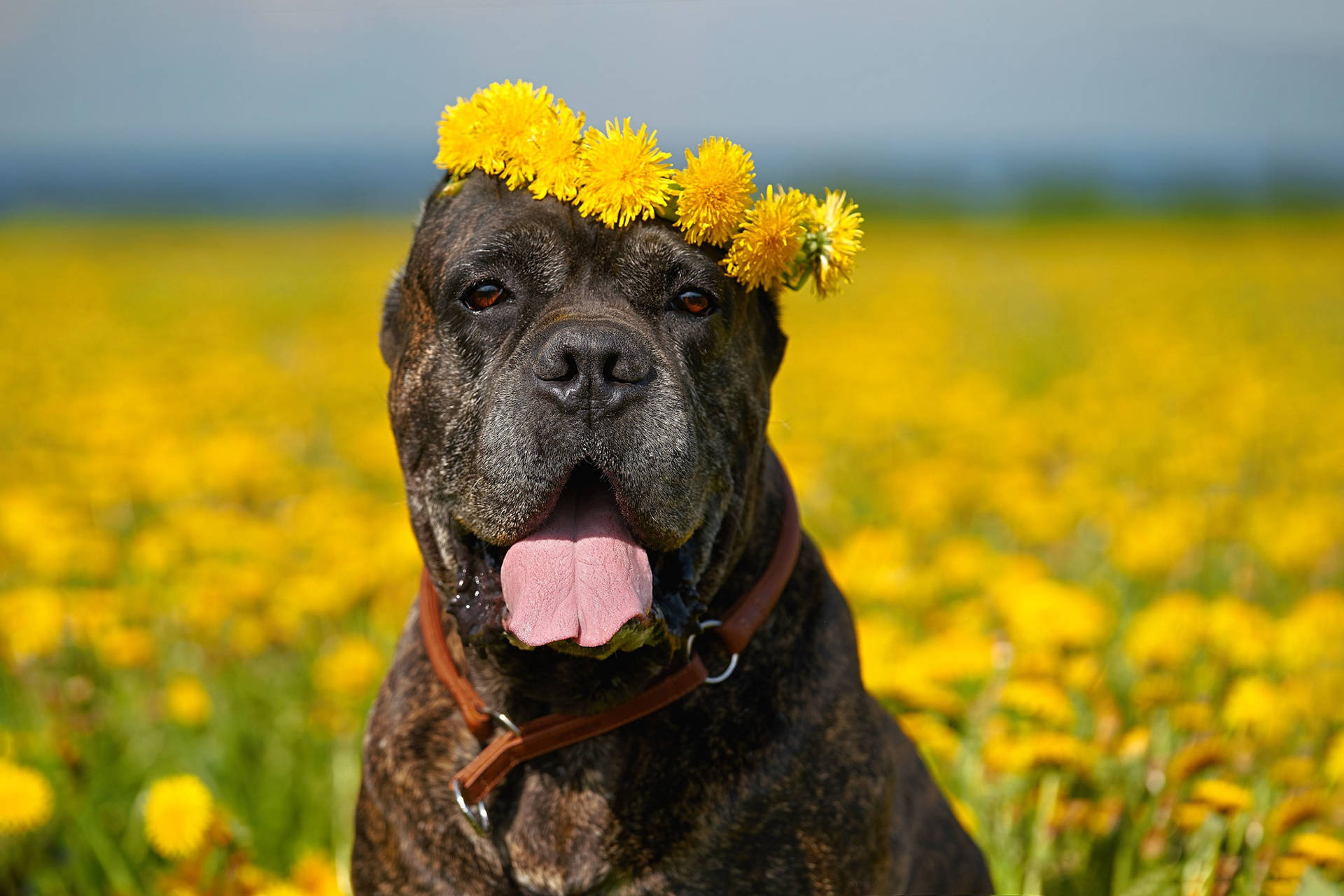 Cane Corso, sunflower crown, sunlit field, Full HD Desktop Wallpaper