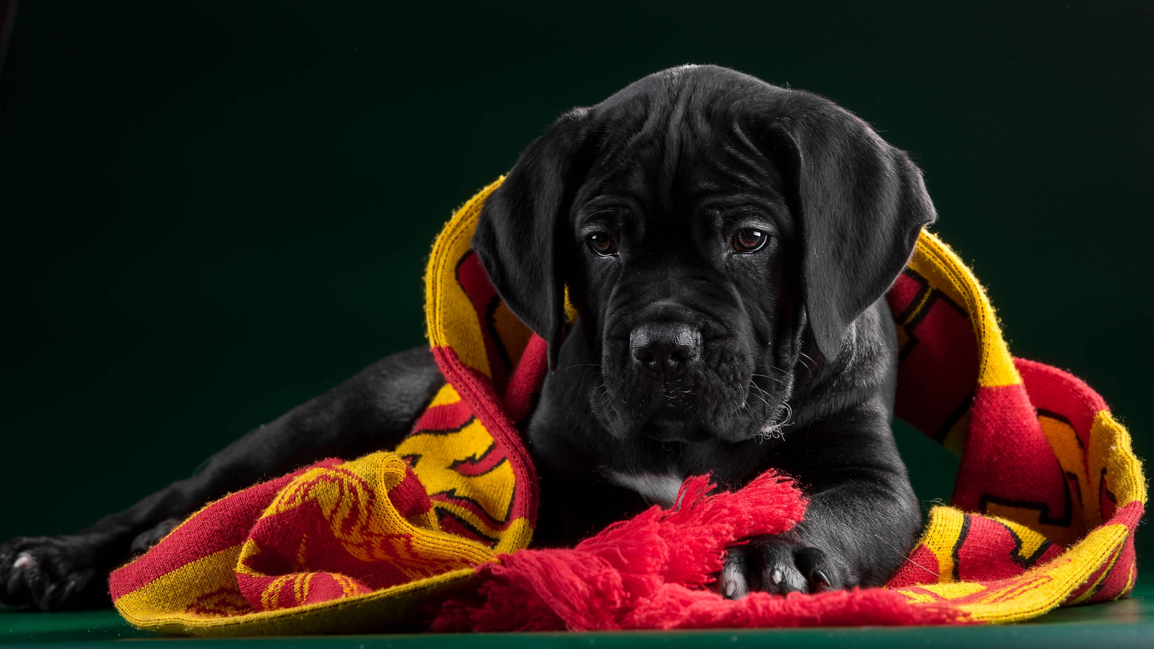 Cane Corso, puppy, black, 4K Desktop Wallpaper