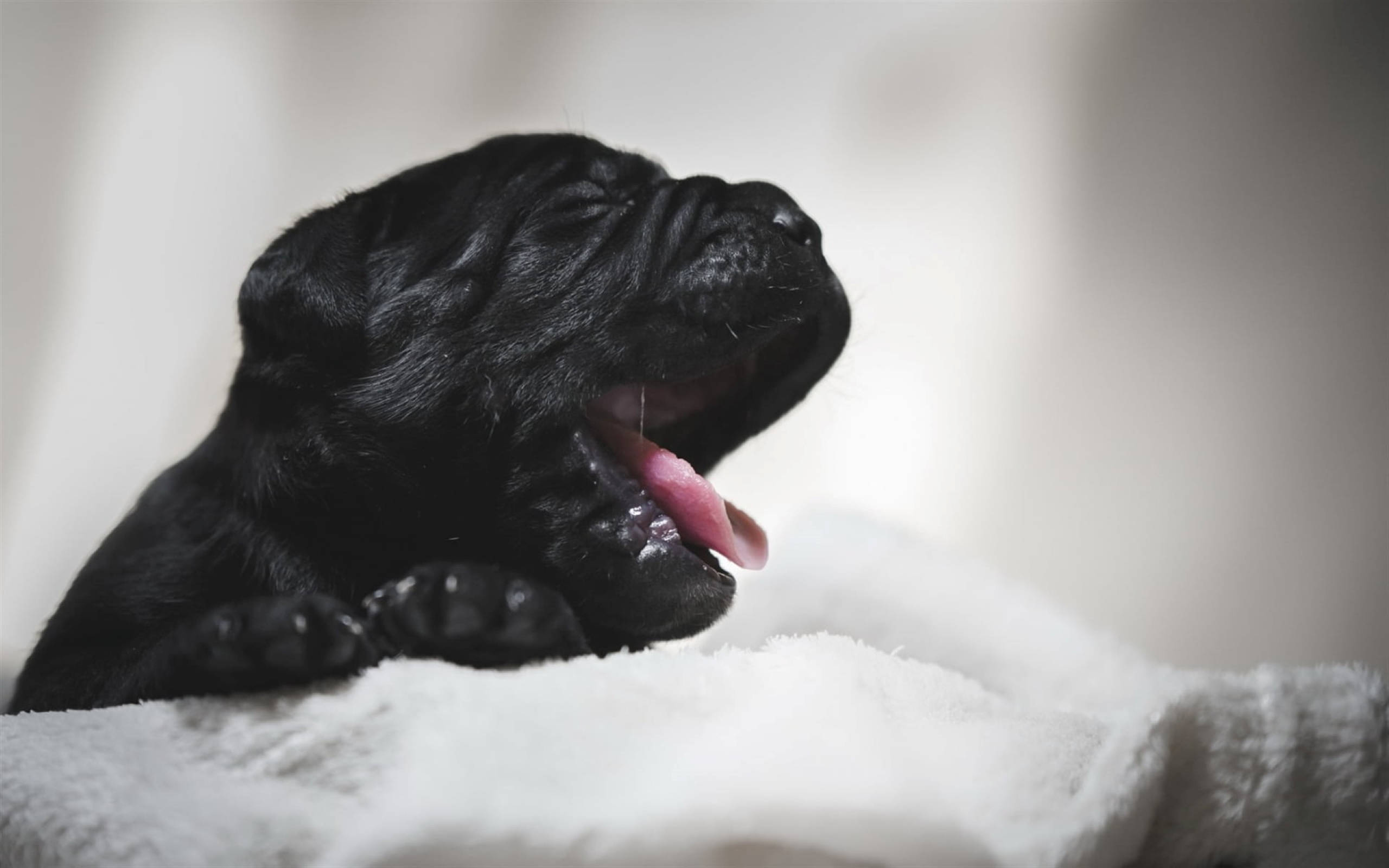 Newborn Cane Corso Pup, black, soft white blanket, 2K Desktop Wallpaper