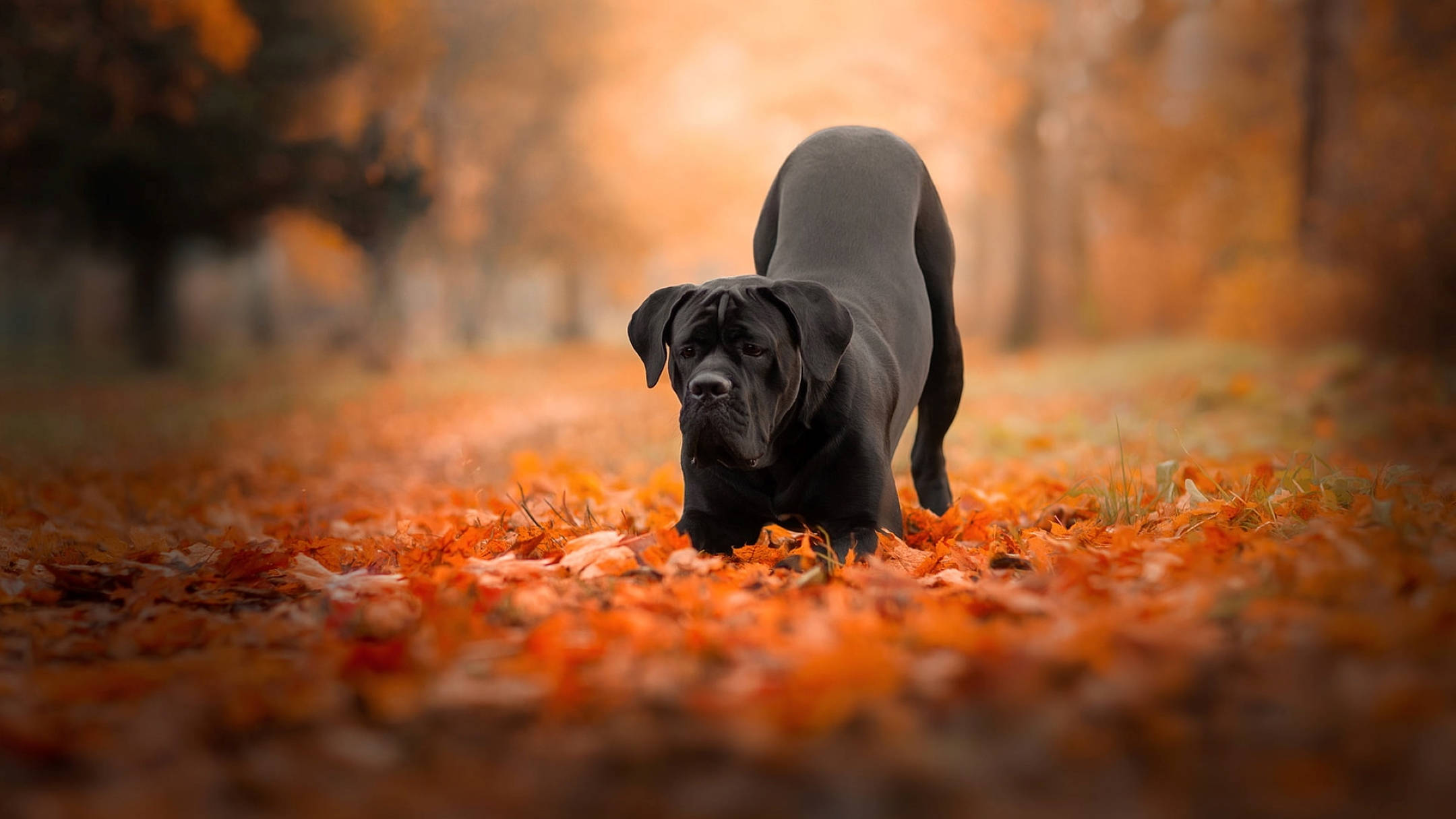Cane Corso, autumn leaves, vibrant orange, Full HD Desktop Wallpaper