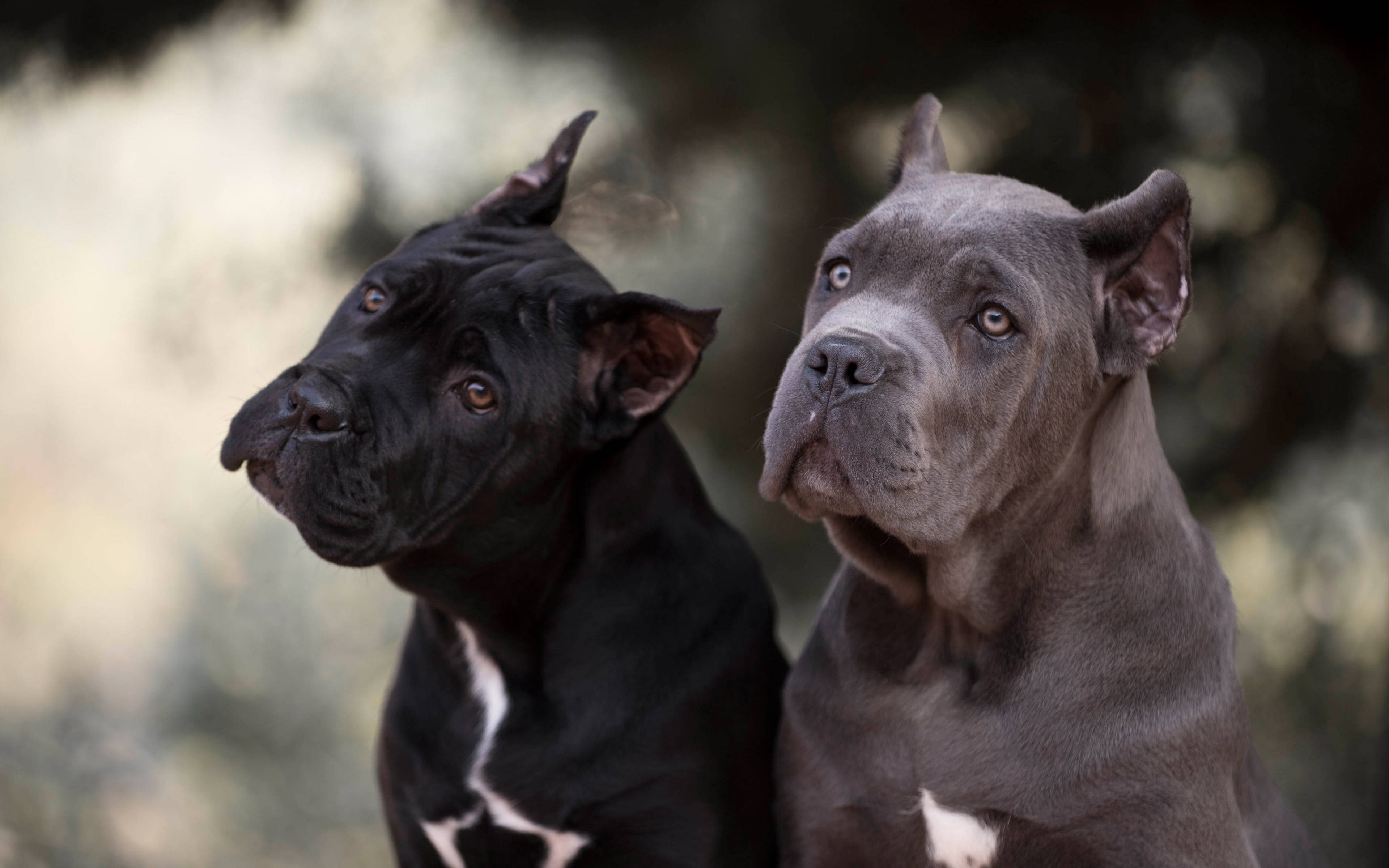 Cane Corso, black, gray, 4K Desktop Wallpaper