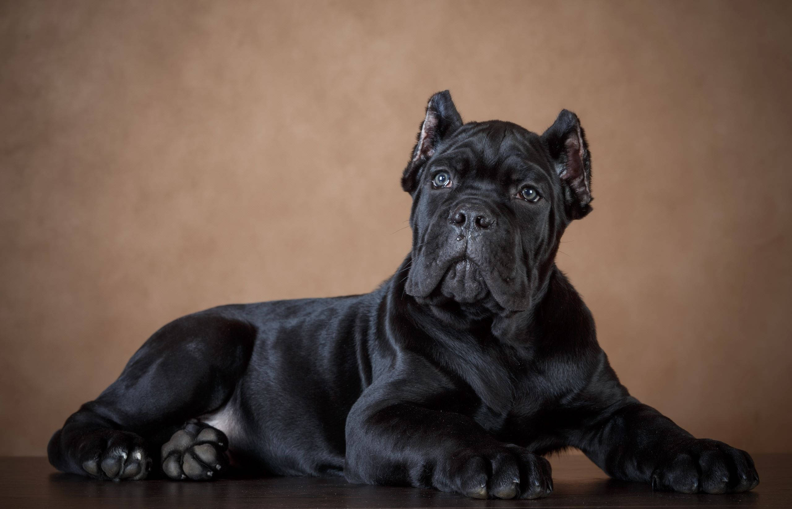 Cane Corso, black, puppy, 2K Desktop Wallpaper