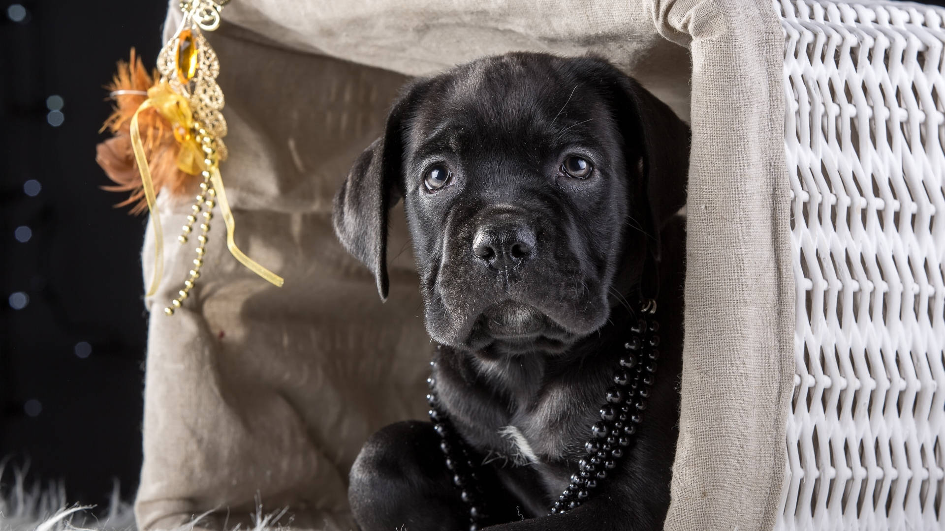 Cane Corso pup, white wicker basket, golden beads, Full HD Desktop Wallpaper