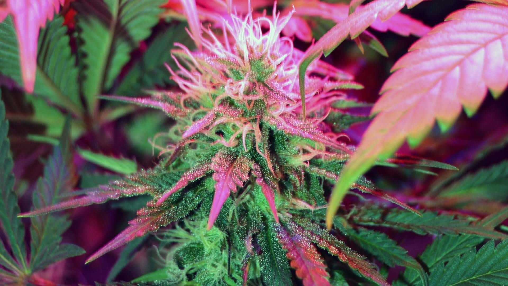 cannabis bud, pinkish trichomes, green leaves, Full HD Desktop Wallpaper