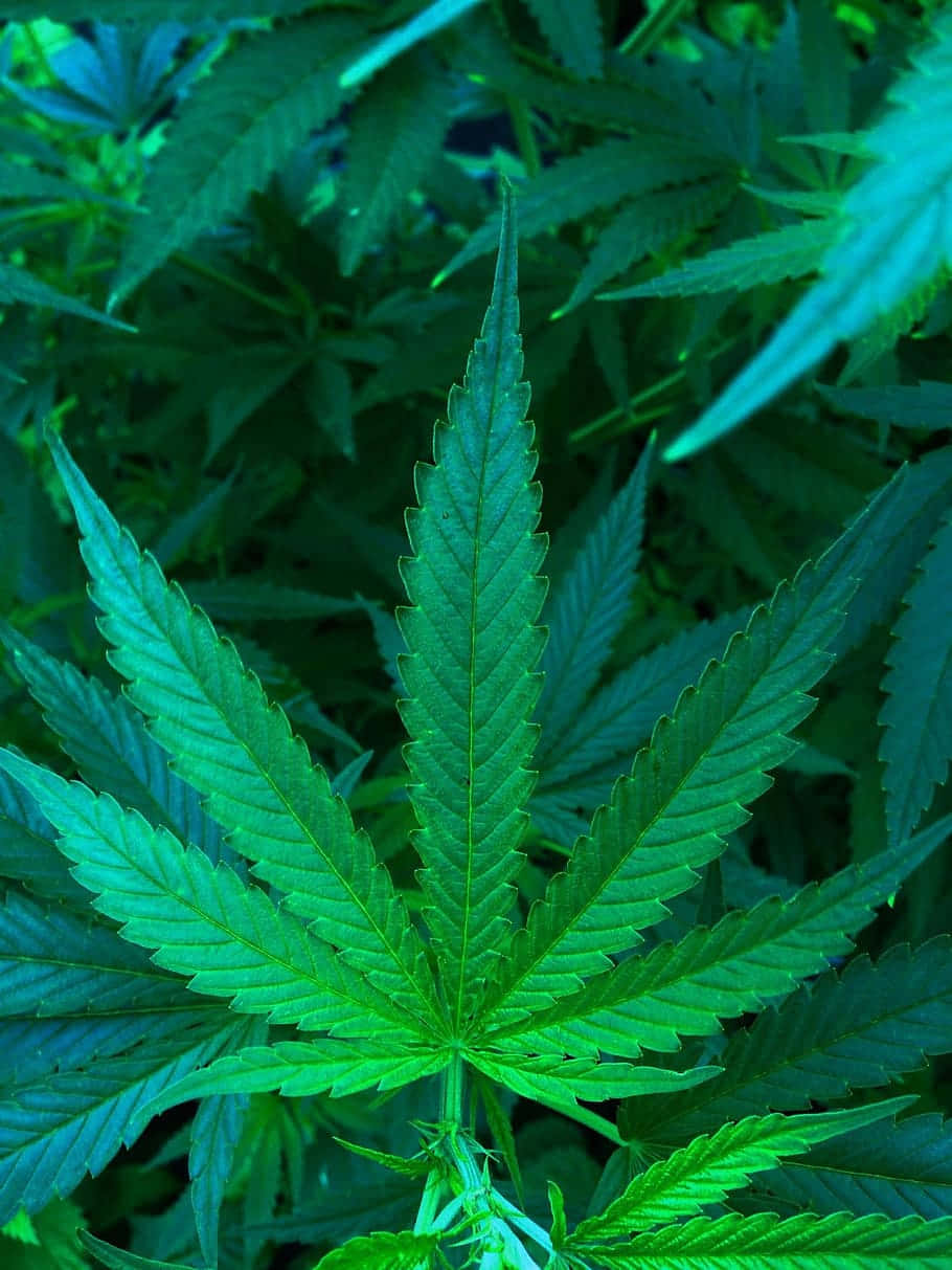 cannabis leaf, vibrant green, serrated edges, SD Phone Wallpaper