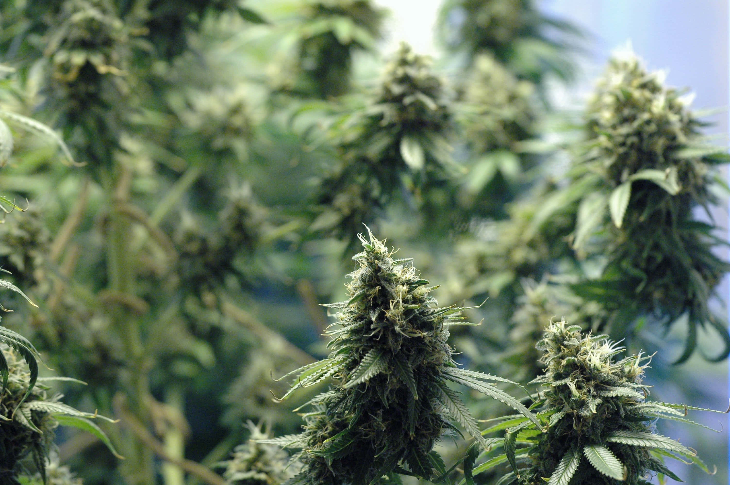 cannabis bud plant, lush green cannabis plants, dense buds, 2K Desktop Wallpaper