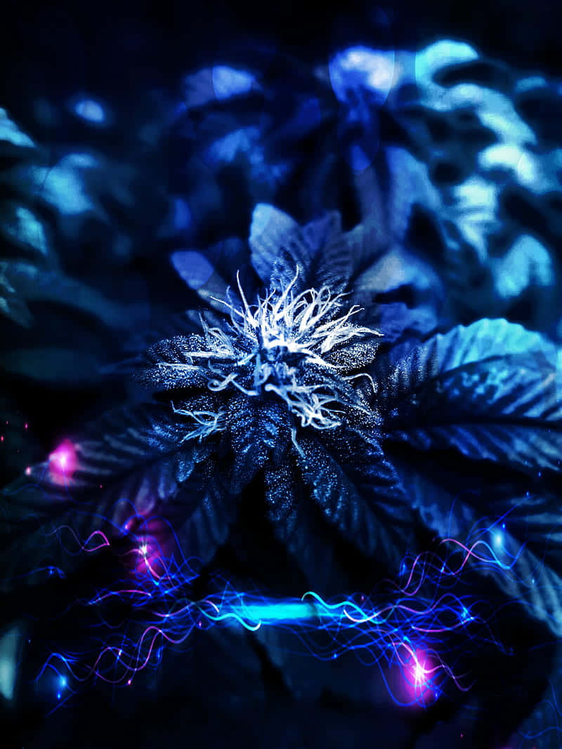 cannabis bud, purple, glowing blue, SD Phone Wallpaper