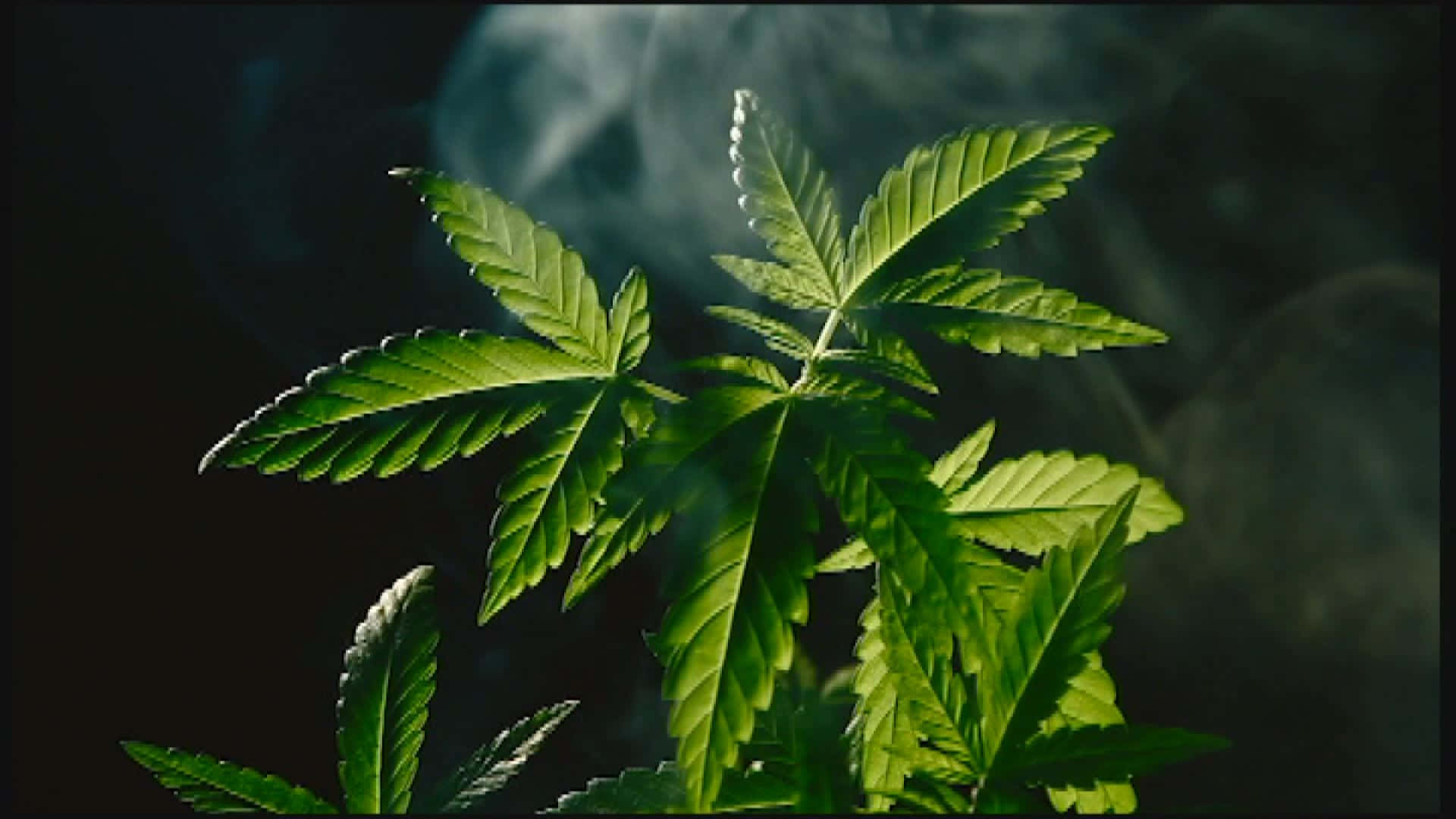 illicit plant, vibrant green cannabis leaves, backlighting, Full HD Desktop Wallpaper