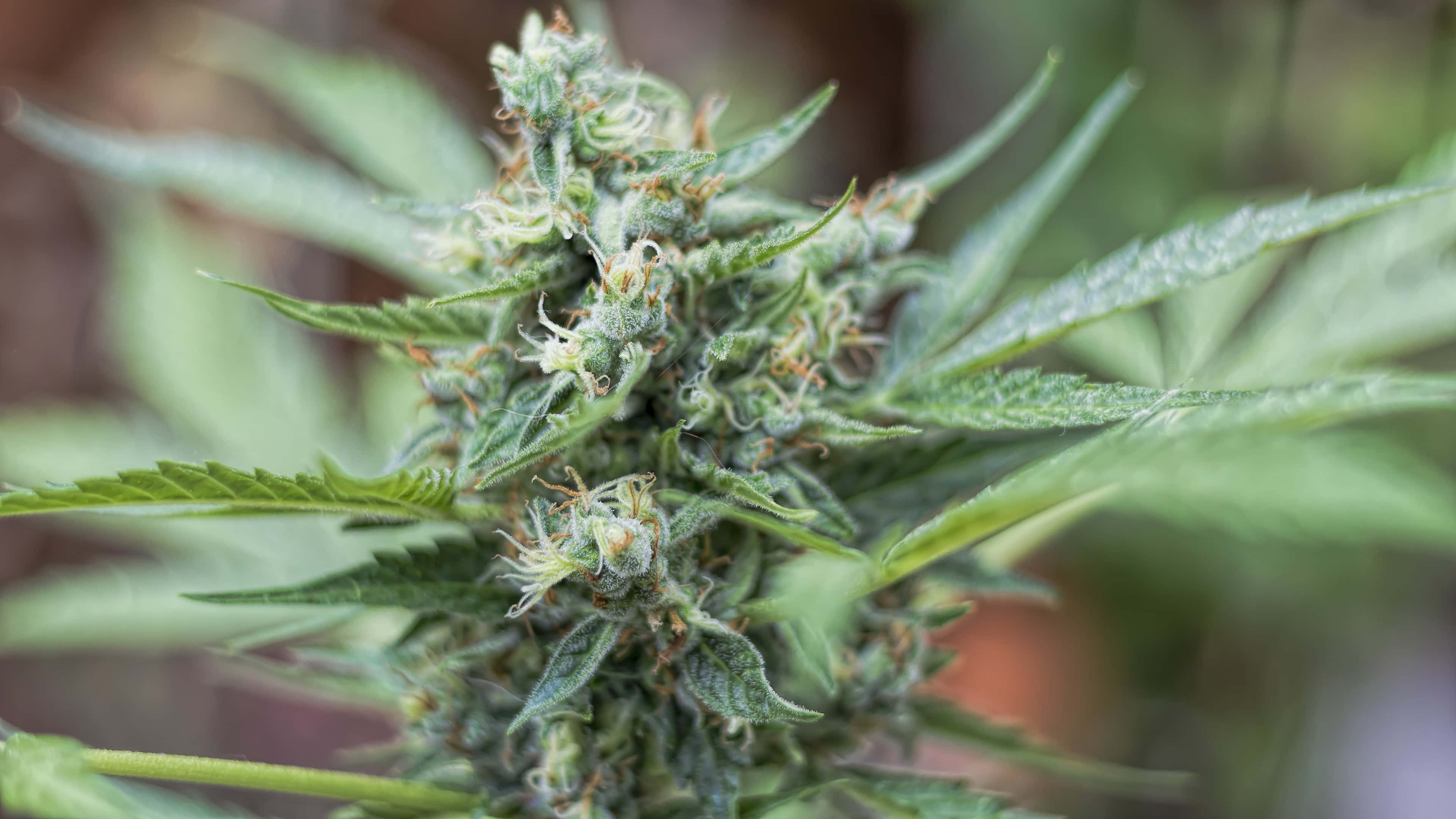 spiky cannabis bud, lush green cannabis bud, intricate trichomes, 4K Desktop Wallpaper