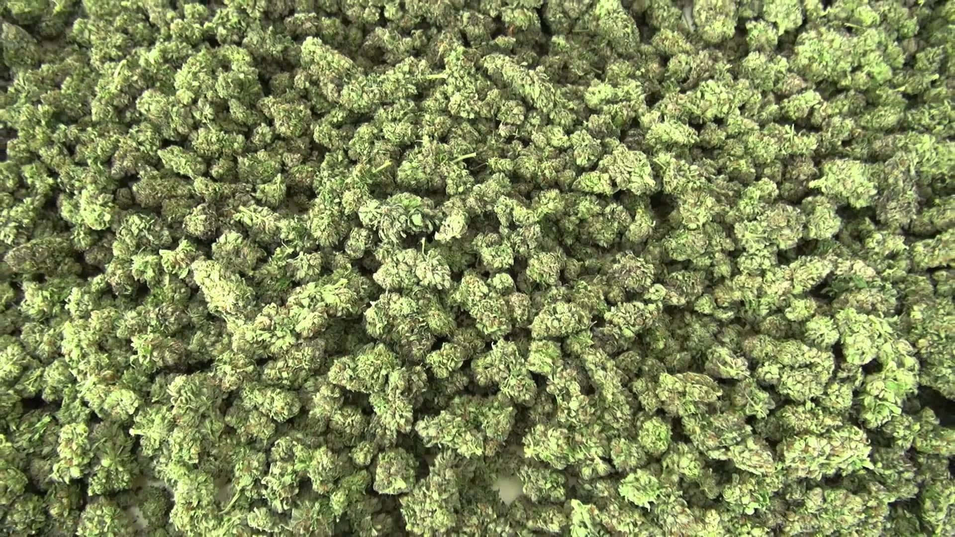 green cannabis buds, vibrant green, dense field, Full HD Desktop Wallpaper