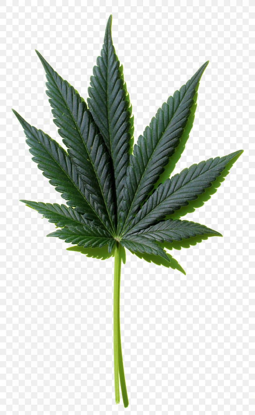 cannabis leaf, vibrant green, serrated edges, HD Phone Wallpaper